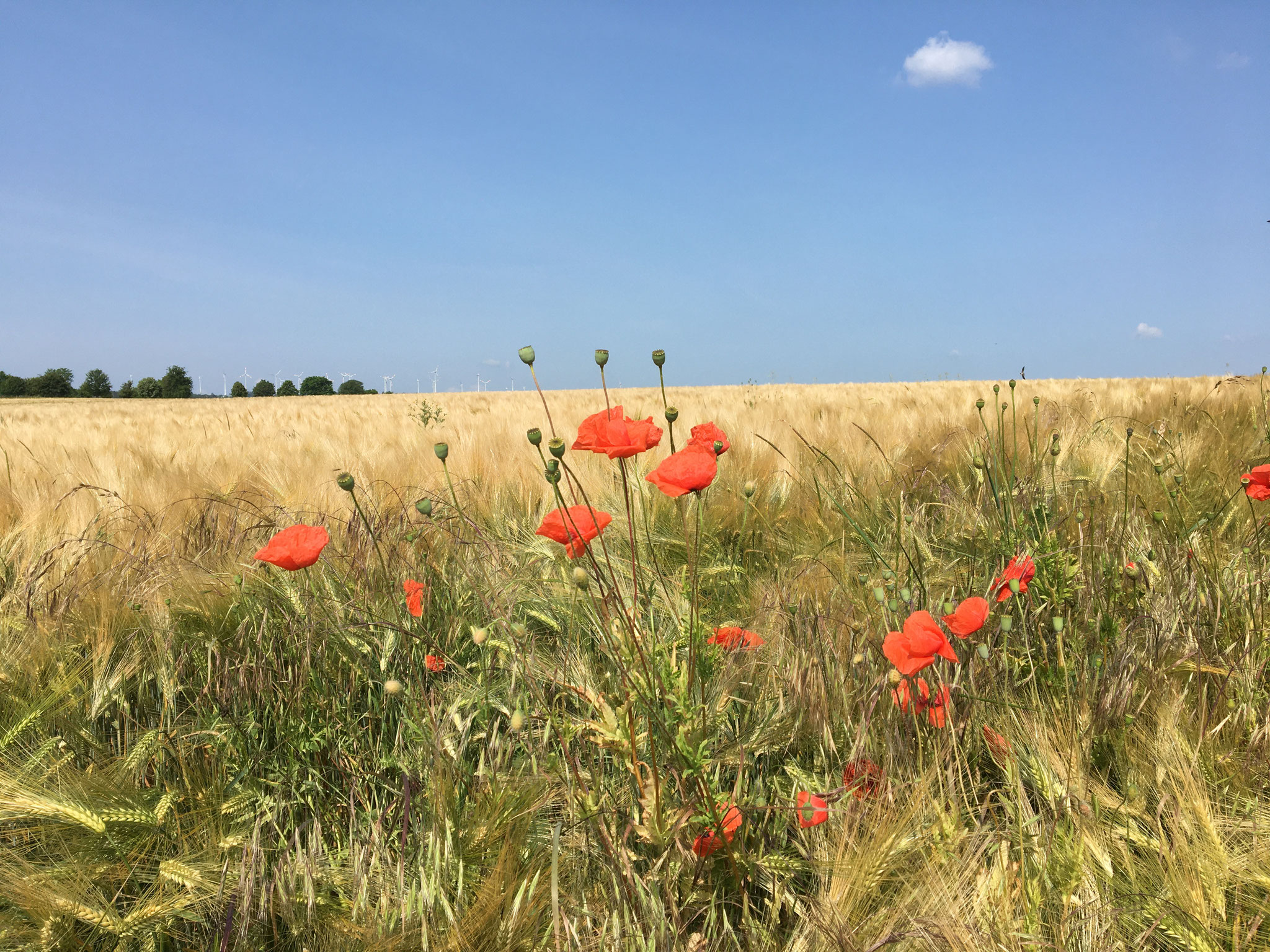 Feld neben der Schafweide