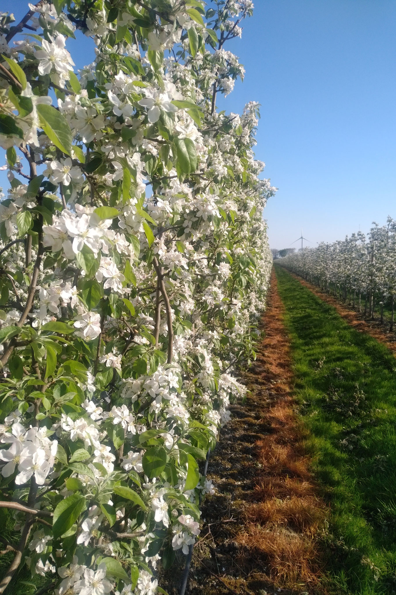 Apfelblüte in Honeycrunch Fruiting Wall