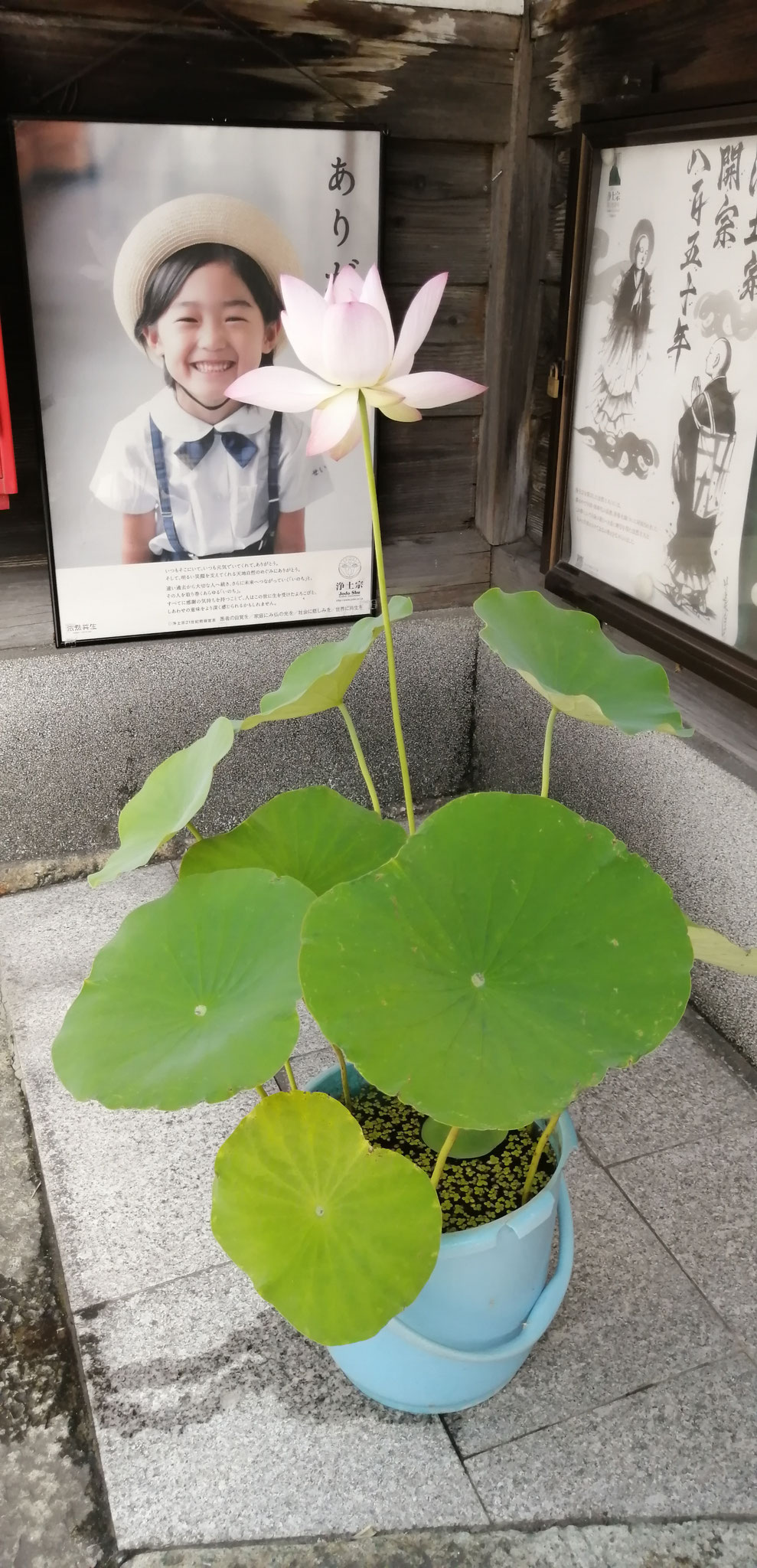 門前の重水華　　