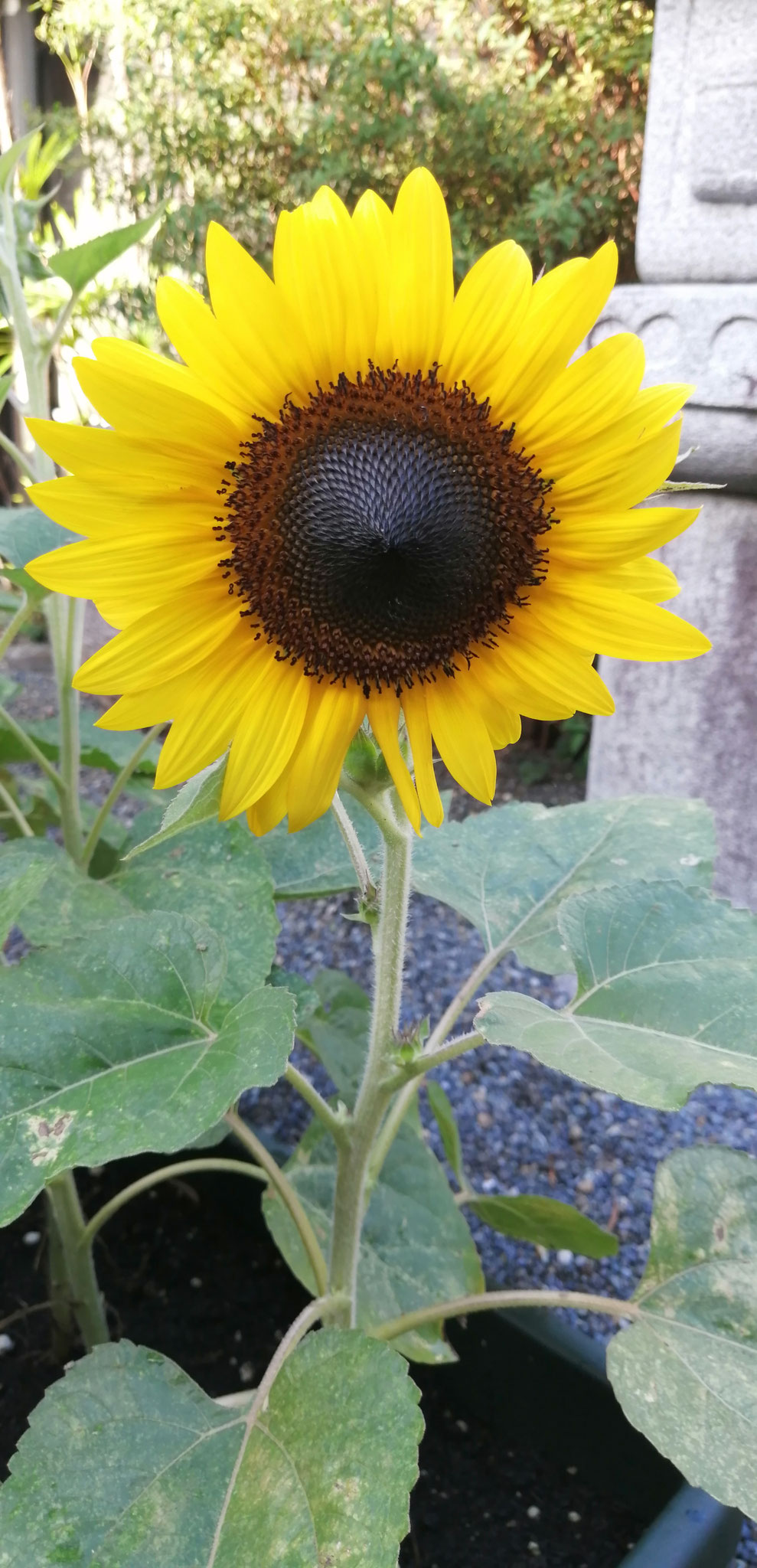 ミニヒマワリ