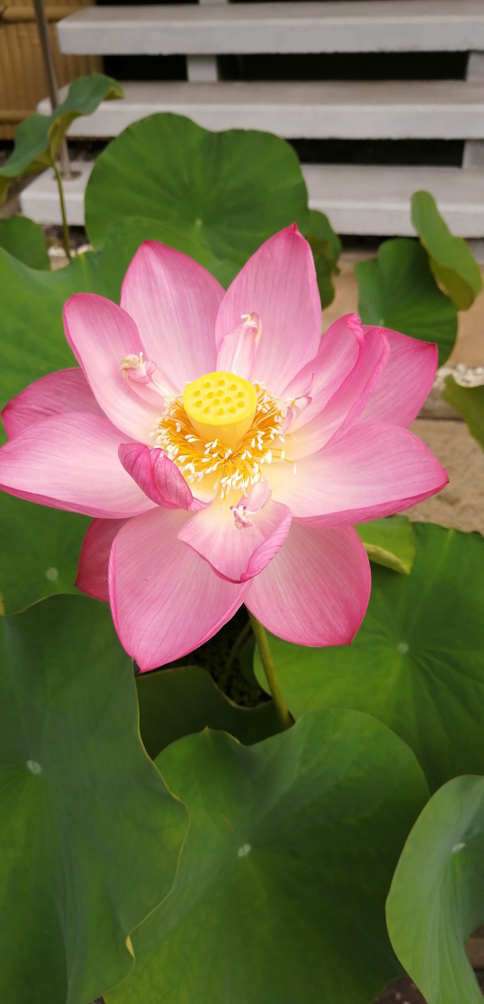 蜀紅蓮
