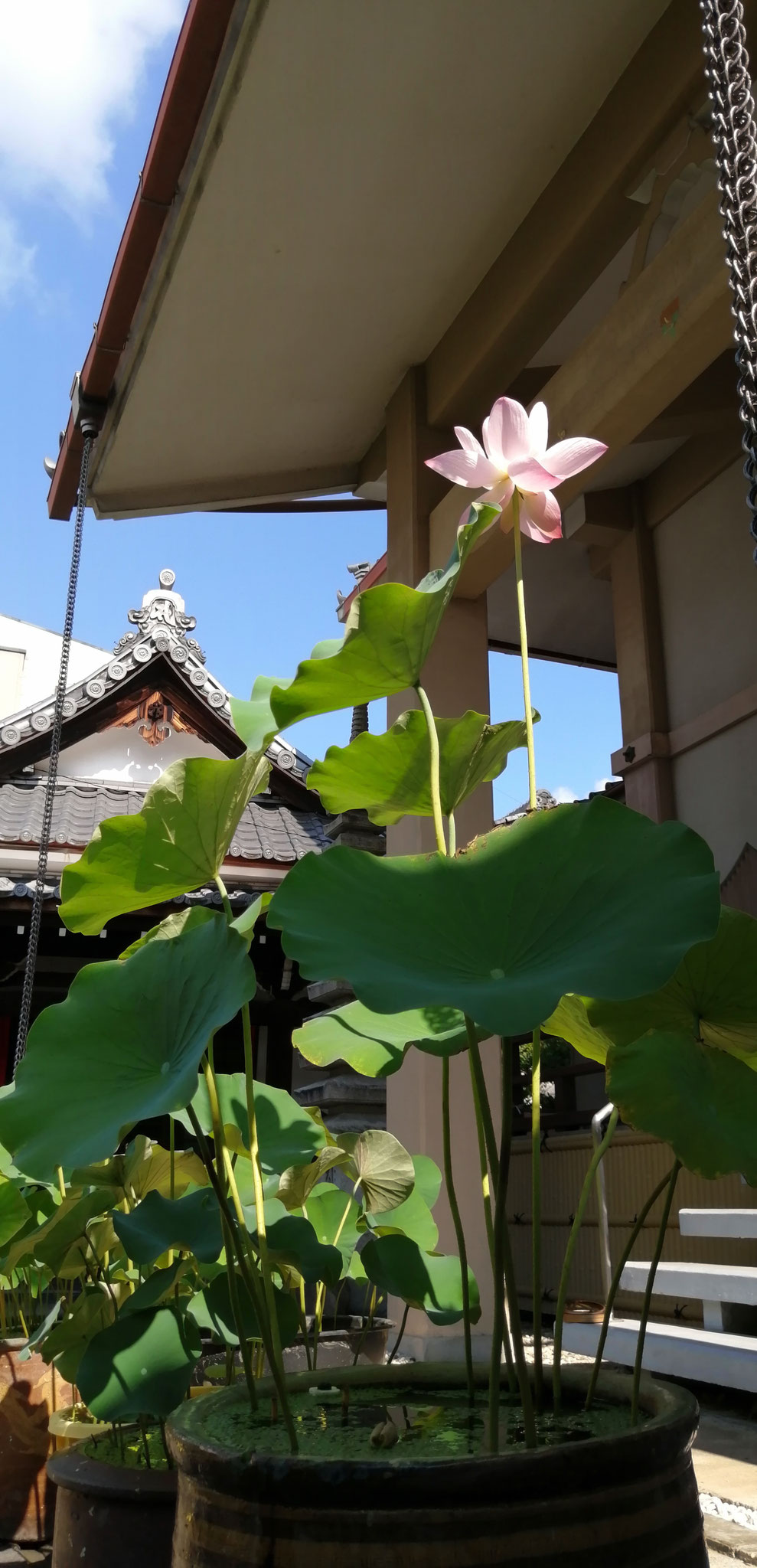 本堂前の重水華　住職の背丈よりも伸びました