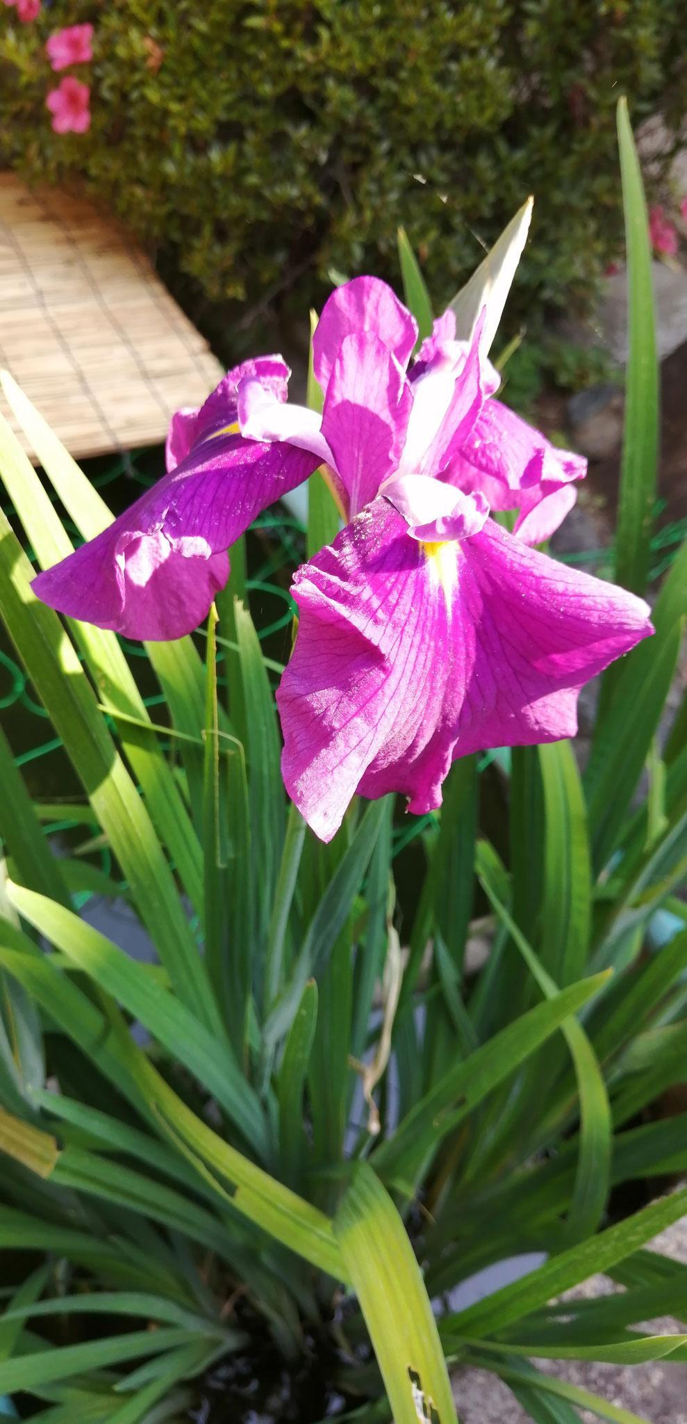 菖蒲