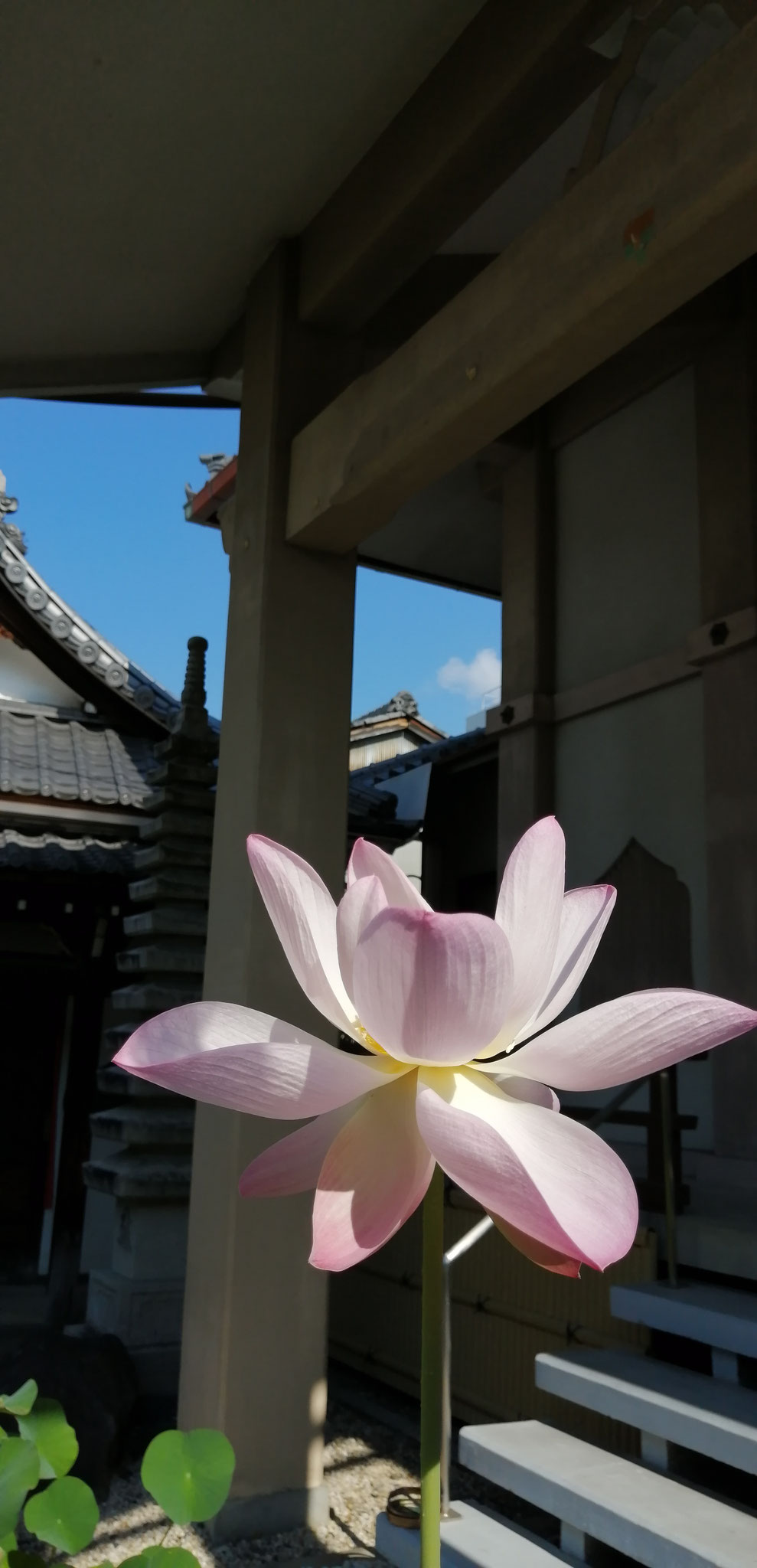 本堂前の重水華