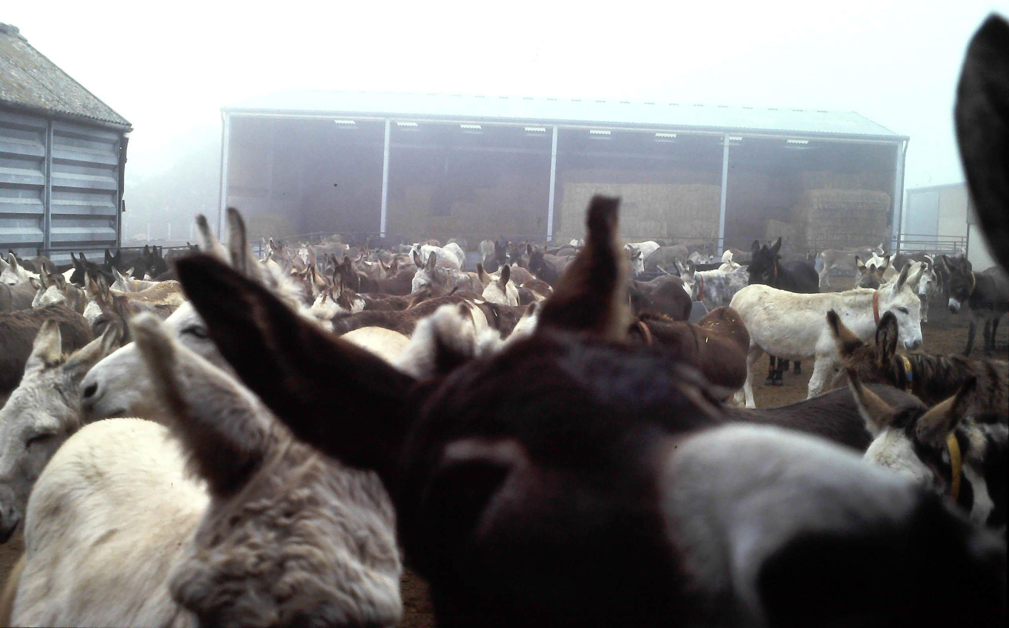 Donkey Sanctuary 1995: Donkeys in the morning mist