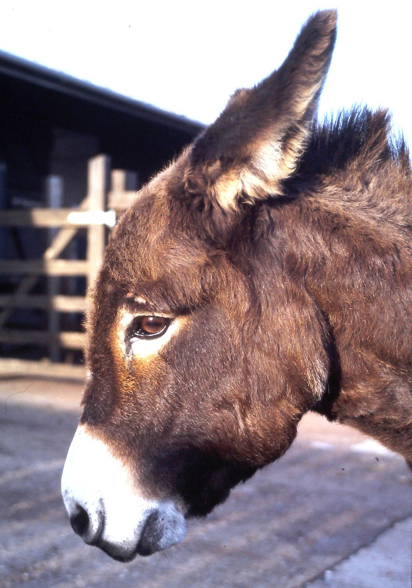 Donkey Sanctuary 1995: jack to be castrated