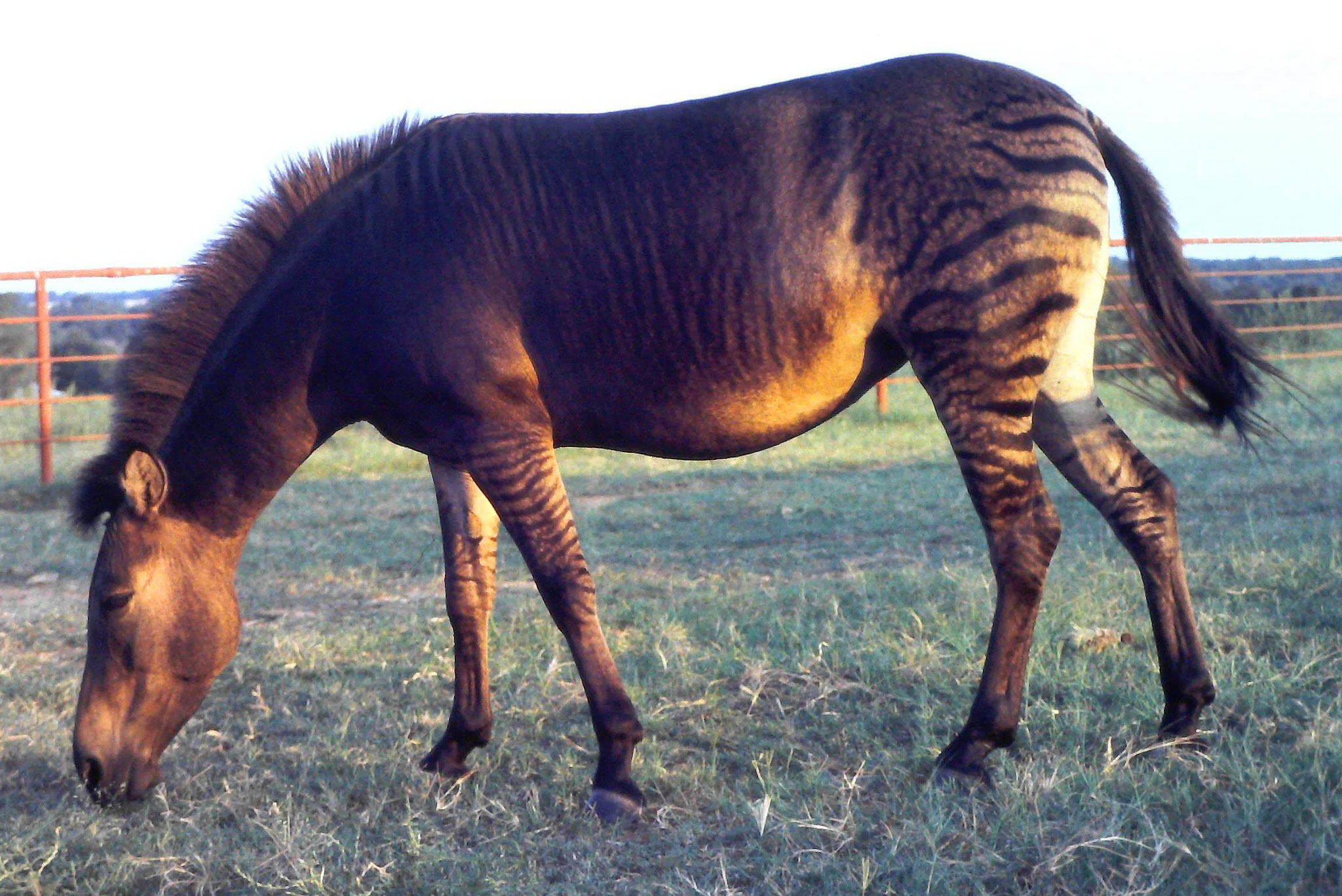 Zebroid "Zabrina"