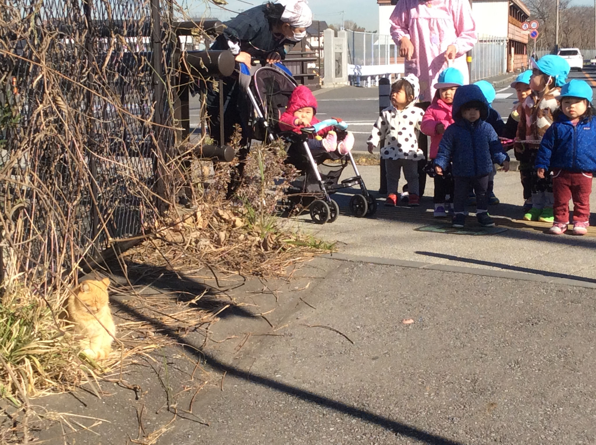 ねこちゃん！　ねこちゃん！　ニャー！　