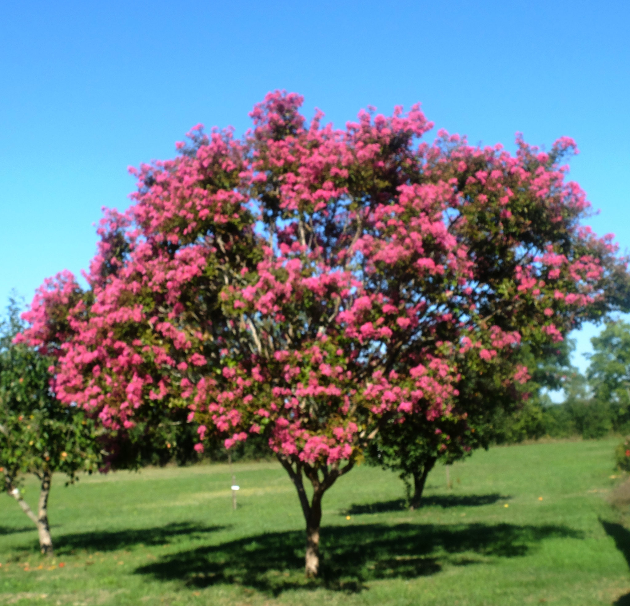 Gîte Le Vieux Frêne : De zomer lila (Lagerstroemia) in volle bloei