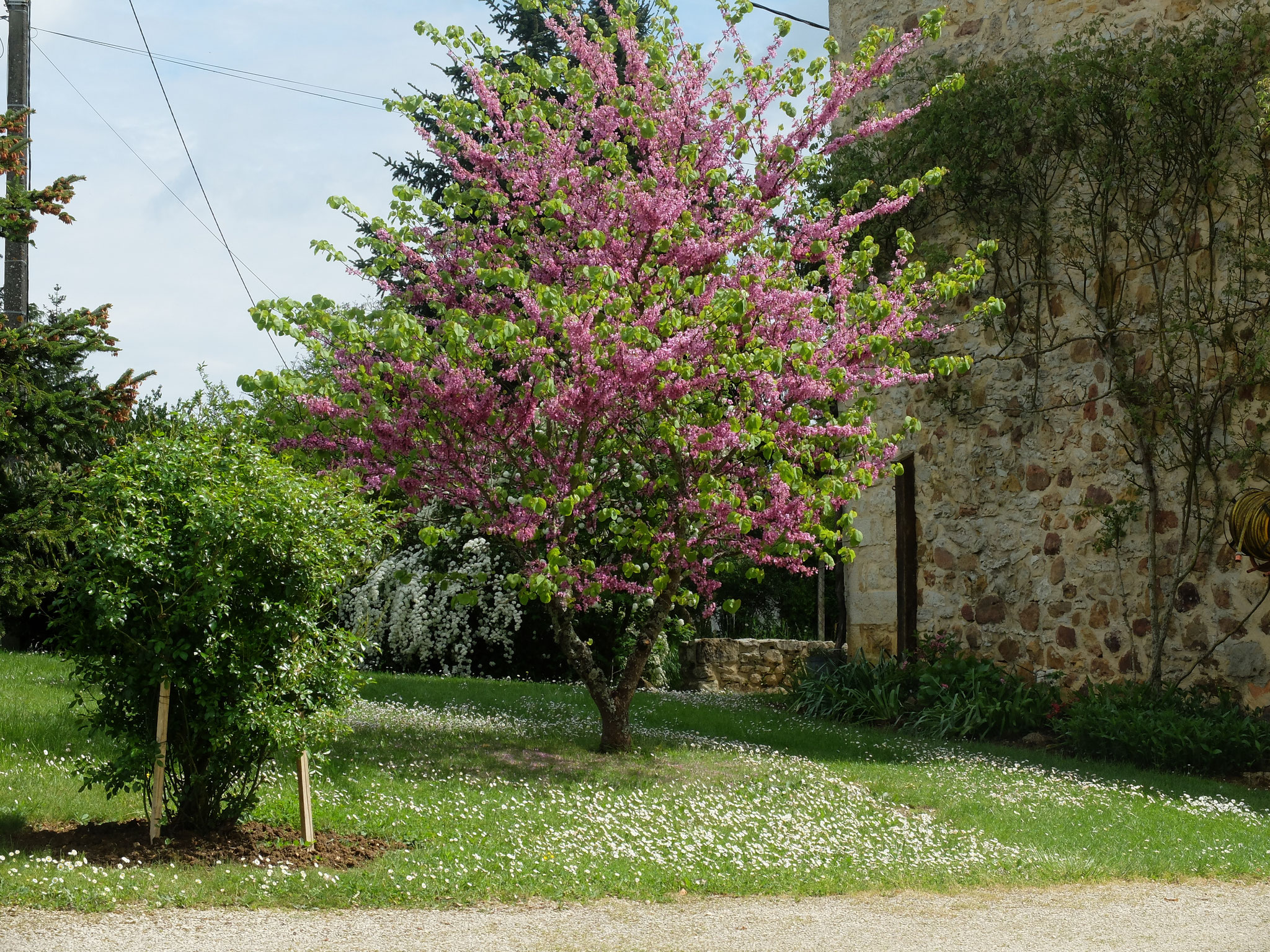 Gîte Le Vieux Frêne : Le printemps