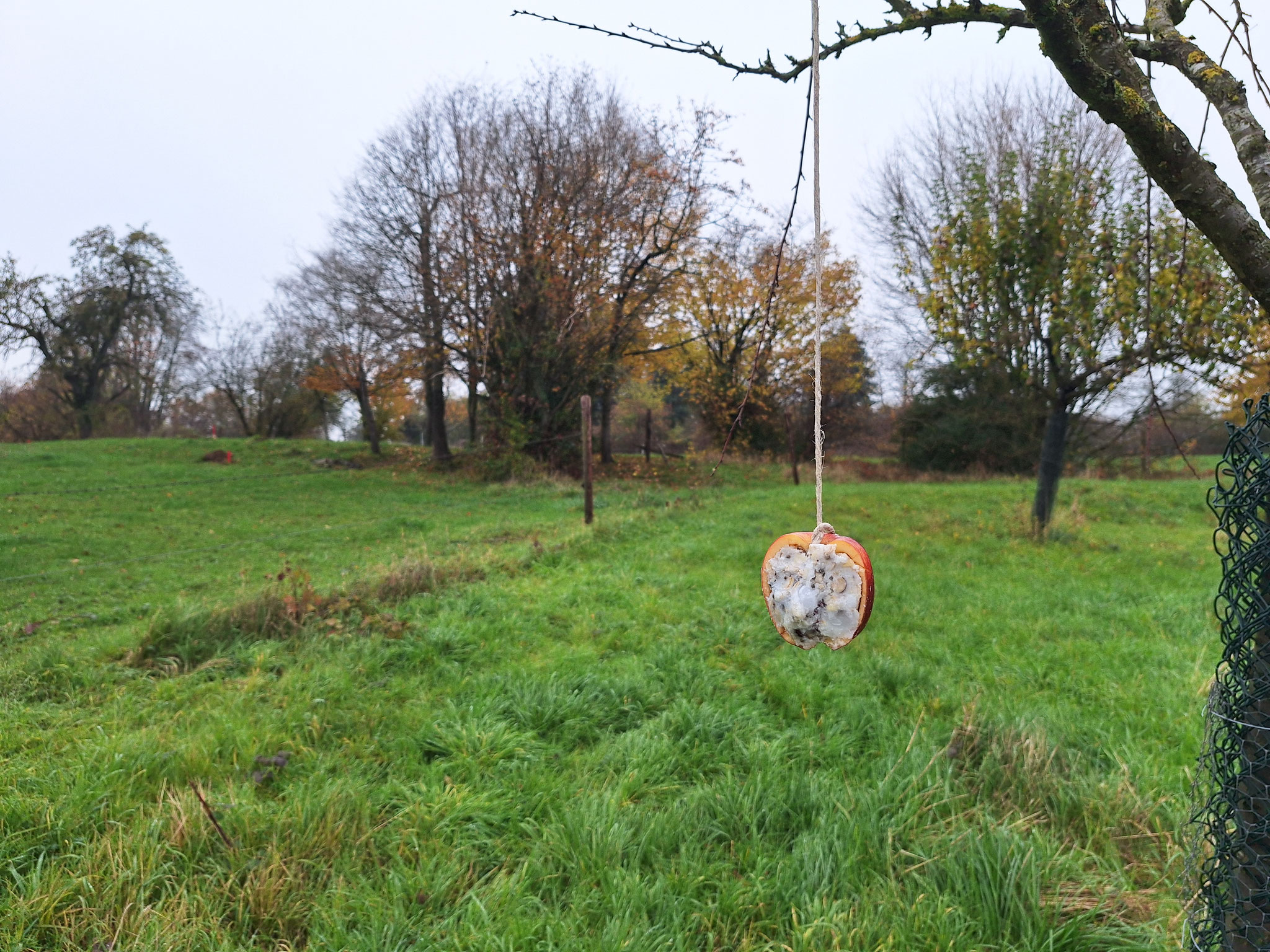 Vogelfutter im halben Apfel - da wird sogar die Hülle verspeist