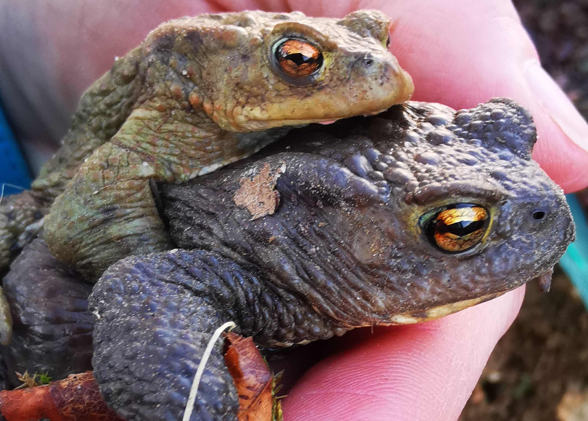 Die Männchen klammern sich für den Transport auf dem Rücken der Weibchen fest - manchmal hängen mehrere Männchen auf dem Rücken eines Weibchens | Foto: NABU | P. W-H.