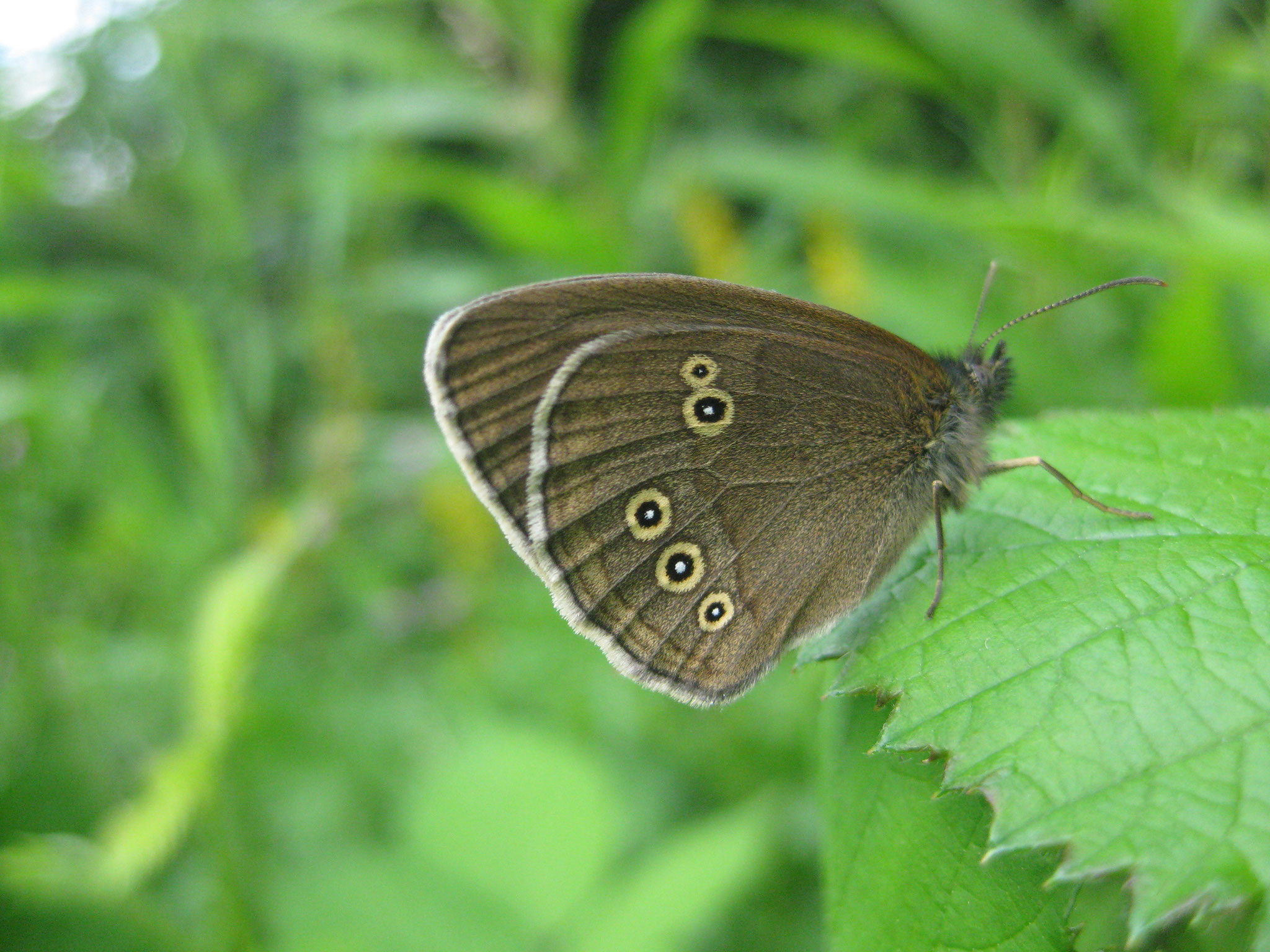 Brauner Waldvogel