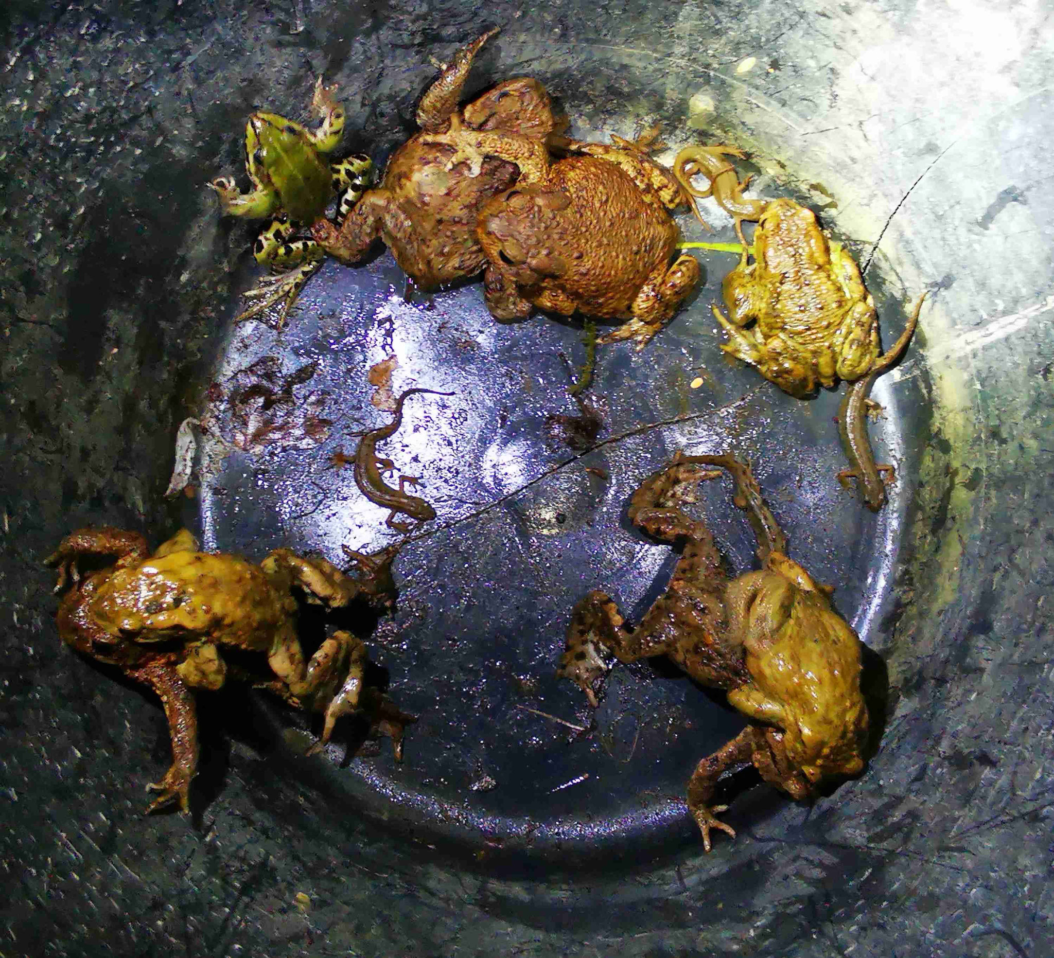 Amphibien in Transporteimer | Foto: NABU | P. W-H.