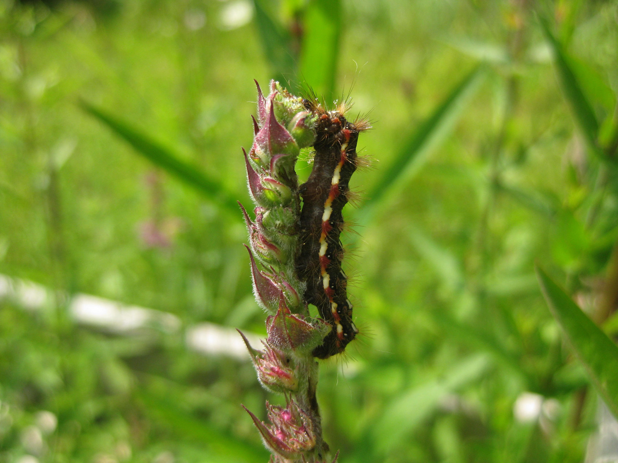 Raupe der Ampfer-Rindeneule