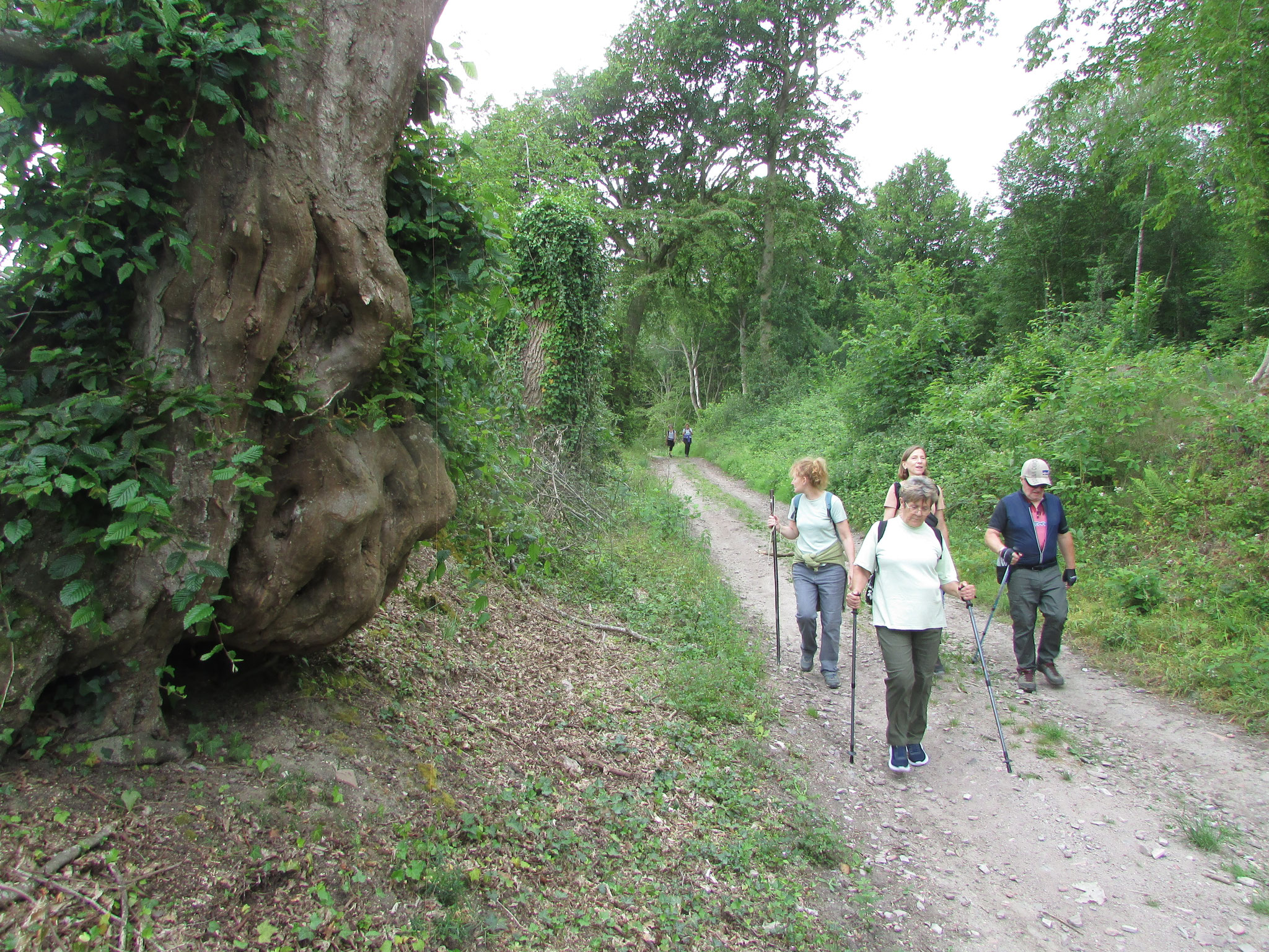 rando nature autour de St Germer de Fly - mai 2026