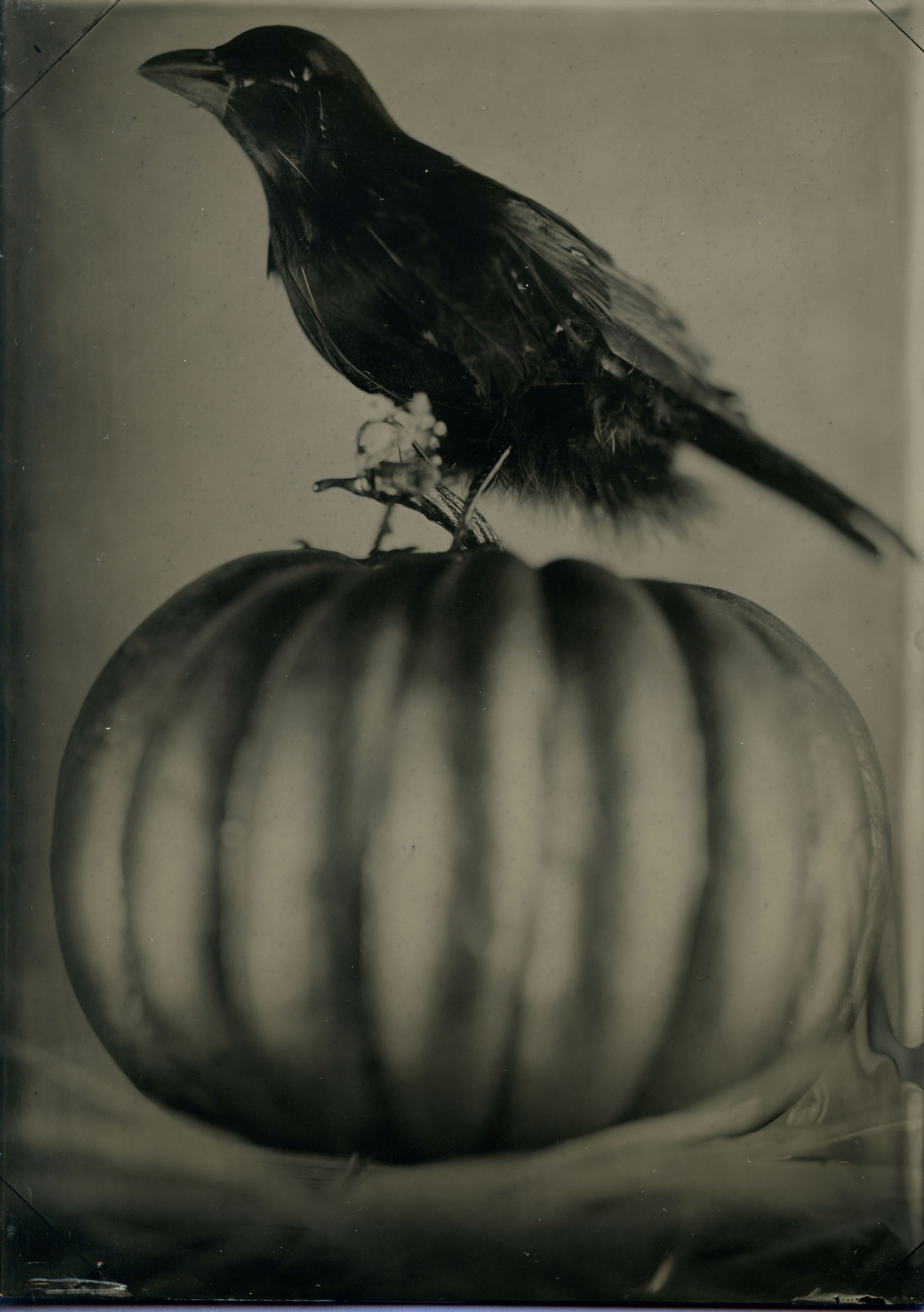 pumpkin crow 2024