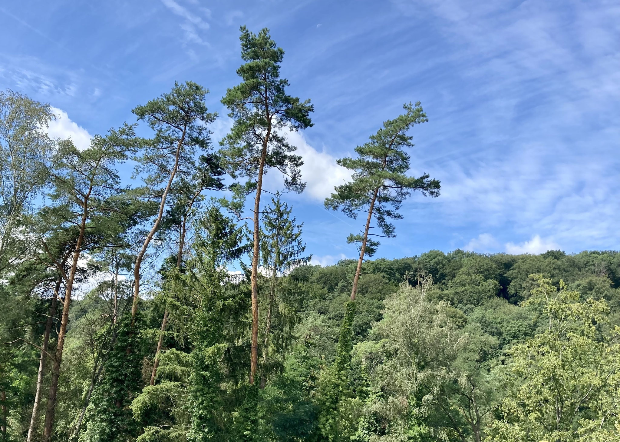 Ausblick in den Wald und blauen Himmel beim Seminarzentrum Grube Louise im Westerwald