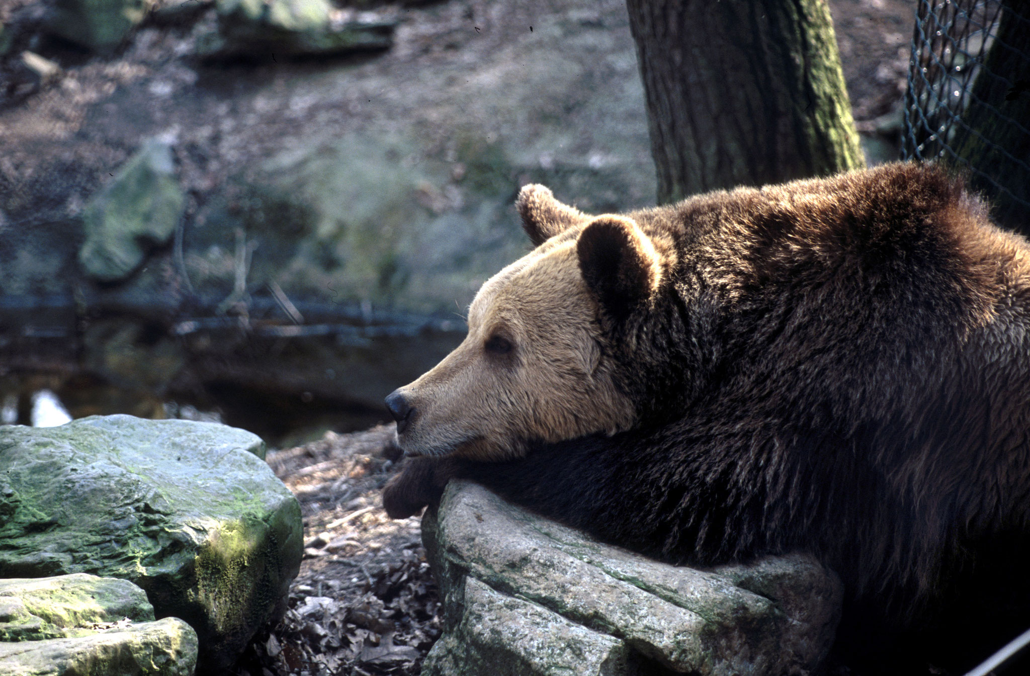 Brummiger Faulpelz