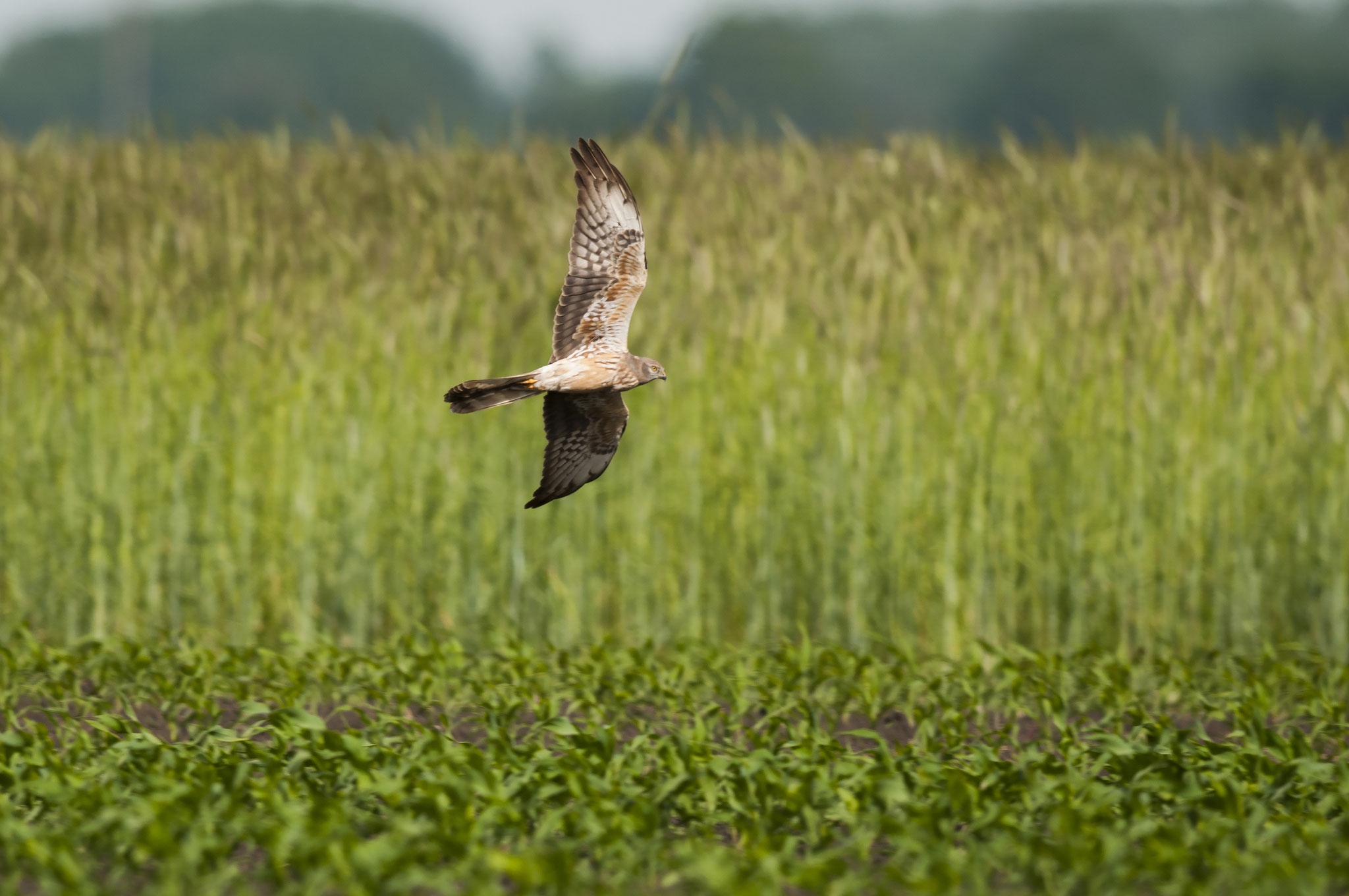 Montagu's Harrier / Wiesenweihe