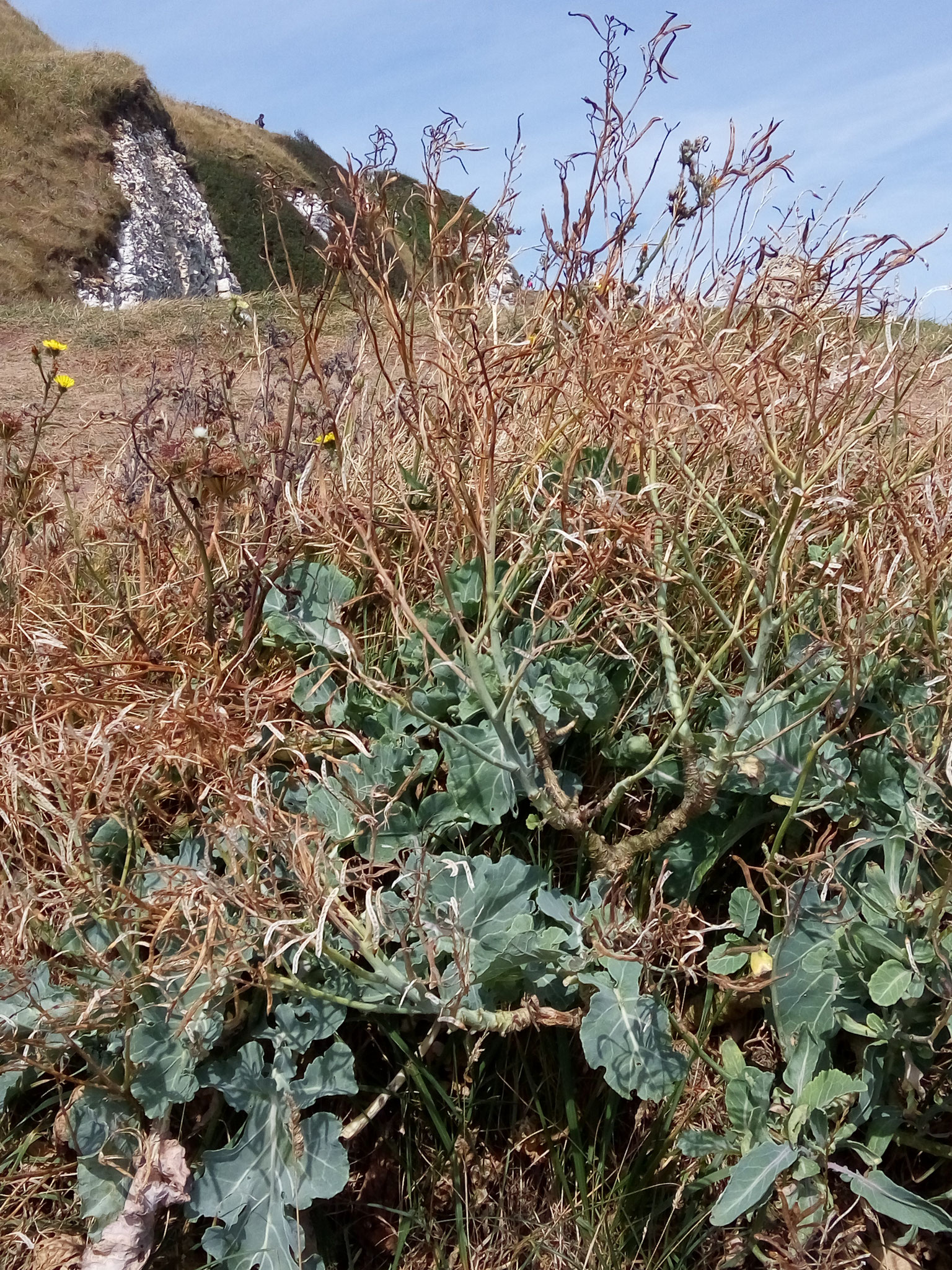 Wildkohl, Étretat, Normandie