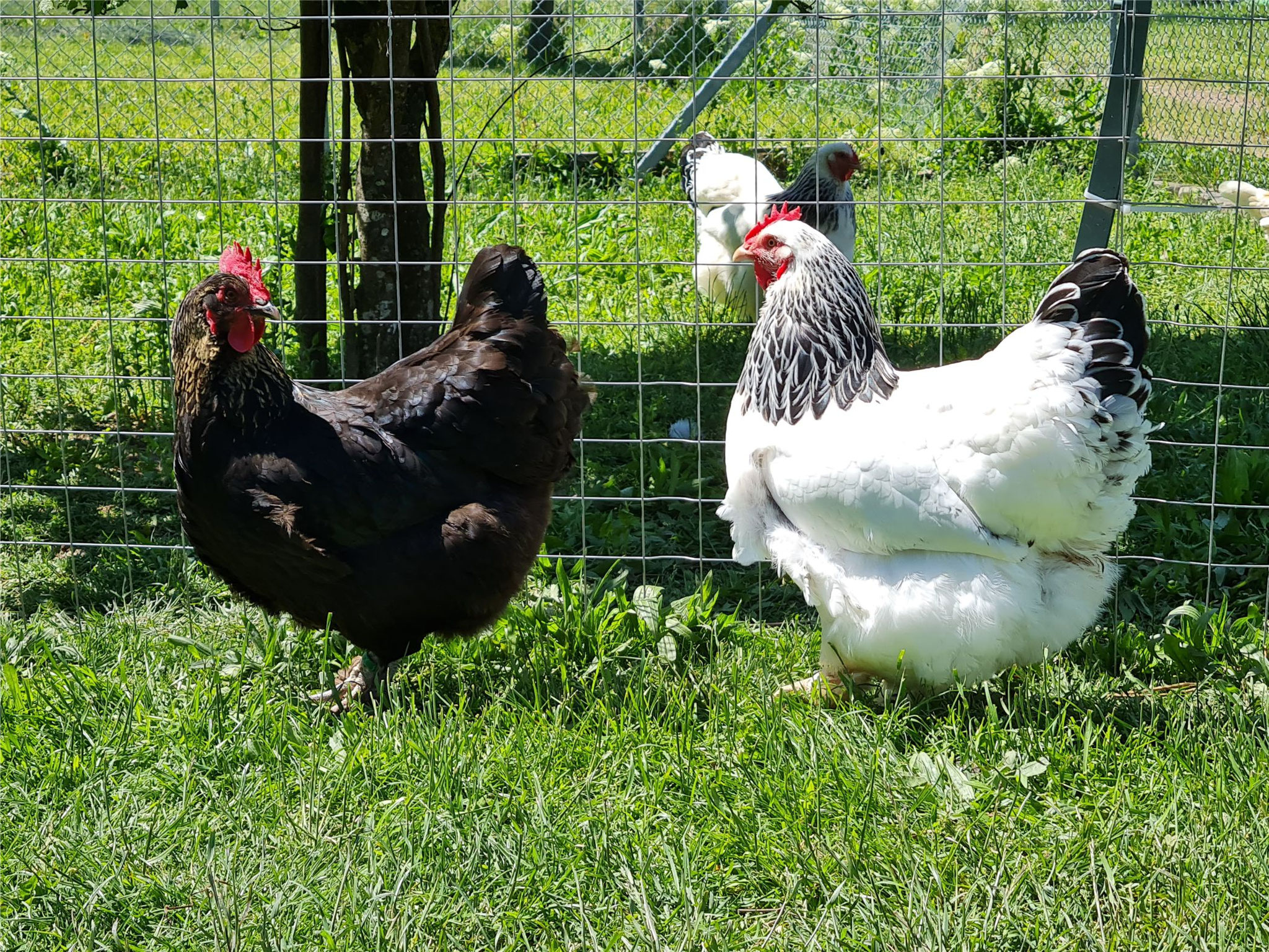 Zuchtanlage Oppau Edigheim Landesverband Der Rassegeflugelzuchter In Rheinland Pfalz E V Zuchtanlage Oppau Edigheim Landesverband Der Rassegeflugelzuchter In Rheinland Pfalz E V
