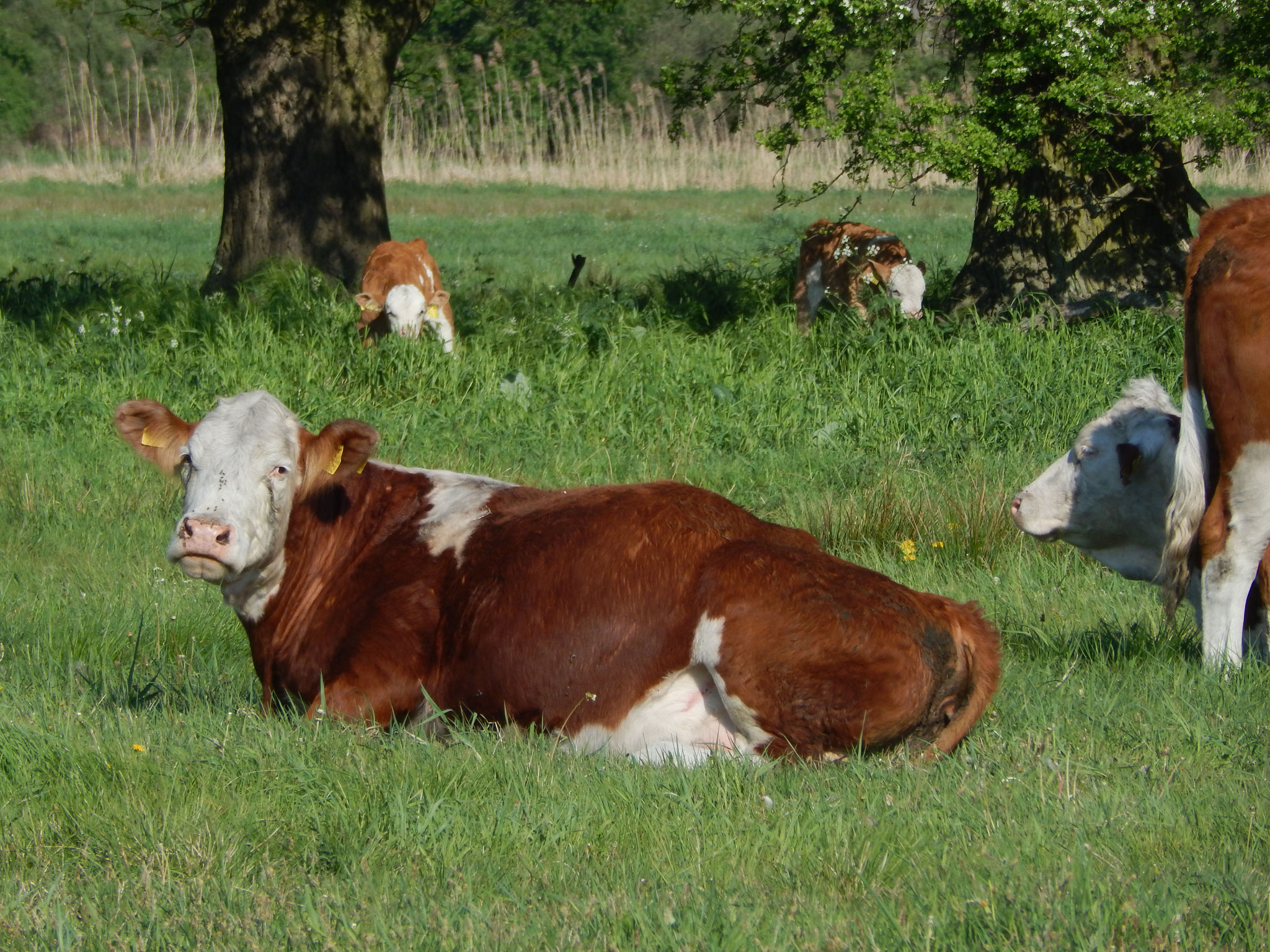 Mutterkühe Fleckvieh