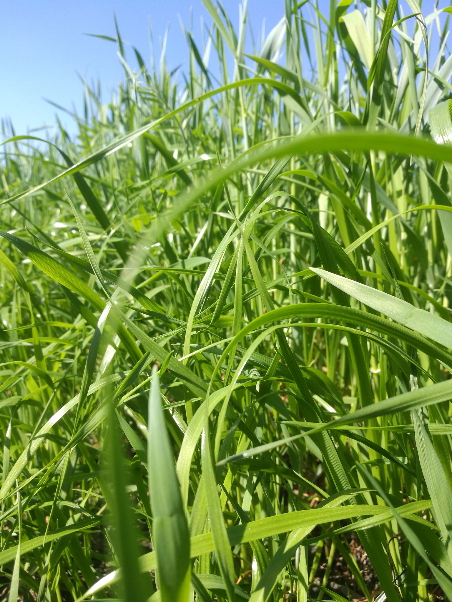 Futterroggen, Wicken Welsches Weidelgras