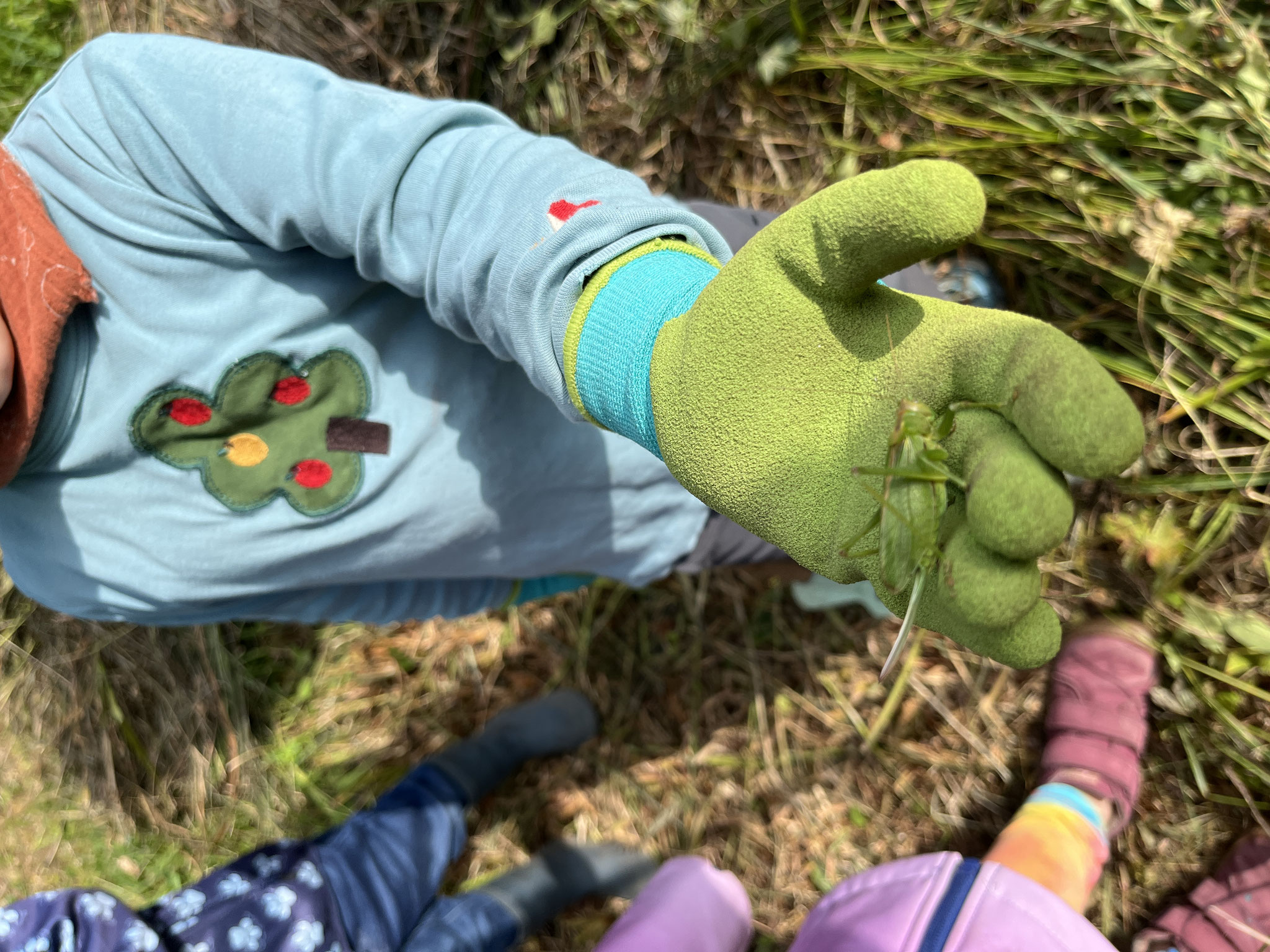 Tiere und Pflanzen auf der Orchideenwiese entdecken. Foto: Christina Martinovs
