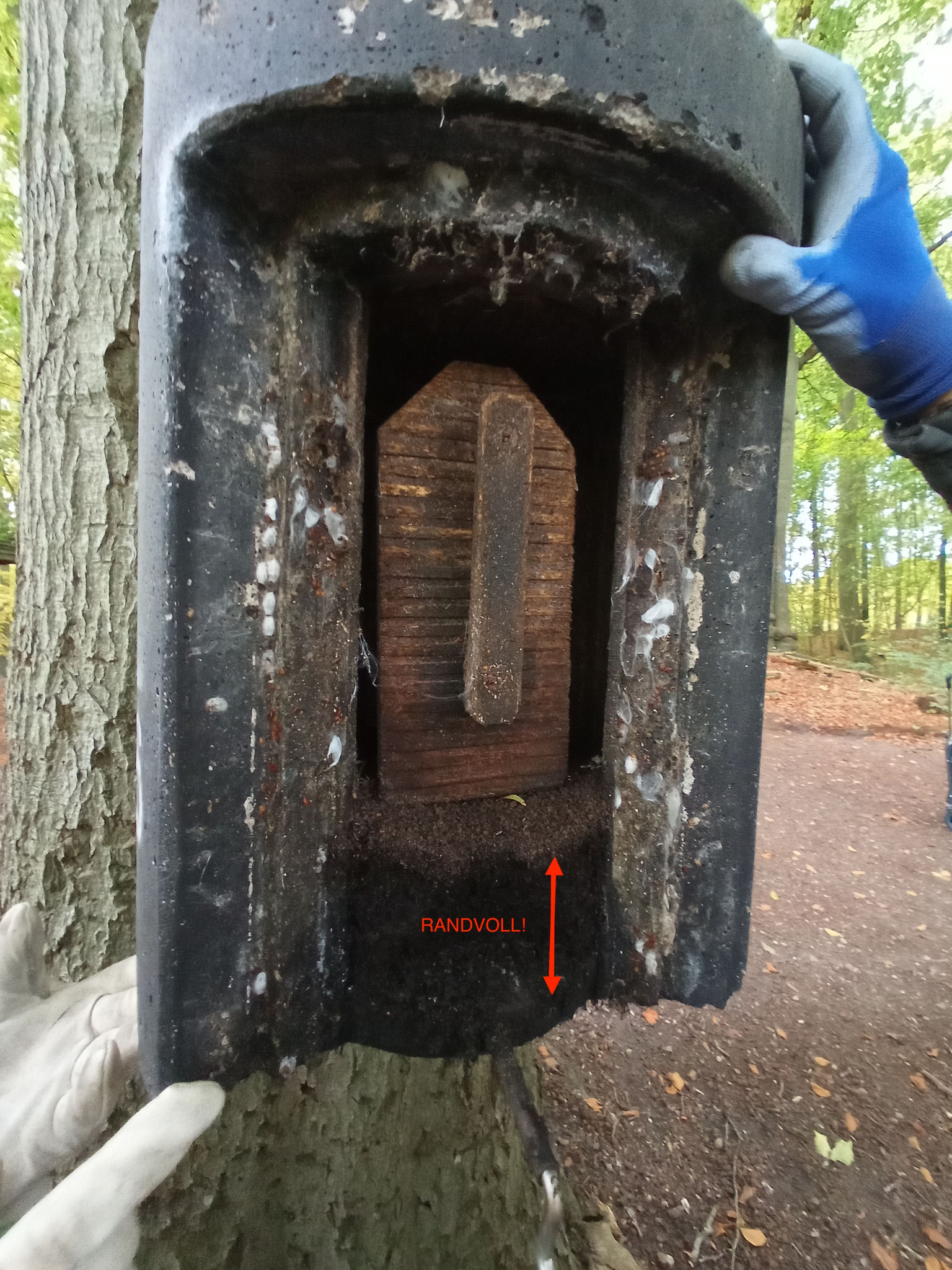 Winterkasten als Sommerwochenstube (Bild: Oliver Juhnke/NABU)