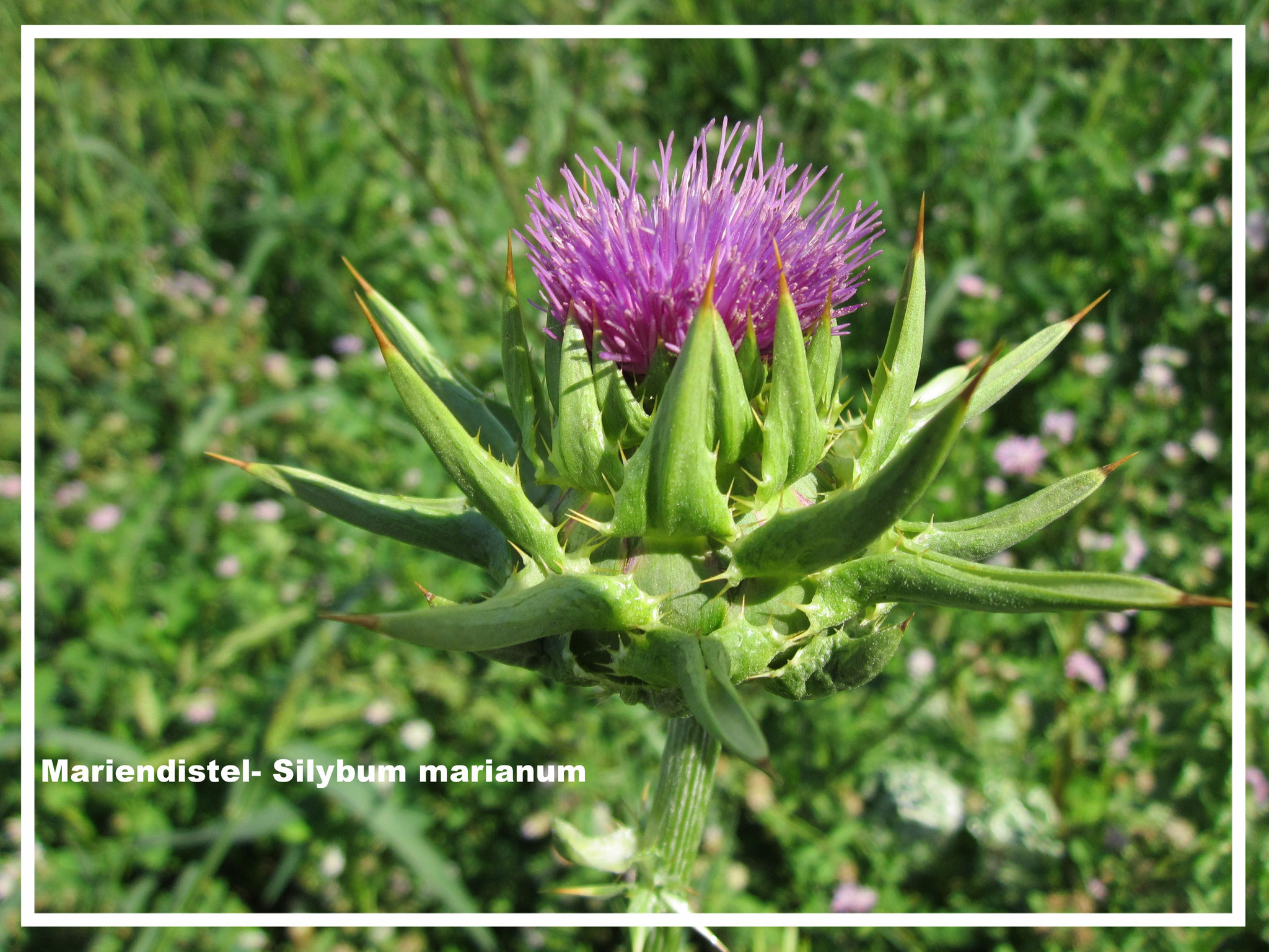 Marinedistel Pflanze- Silybum marianum