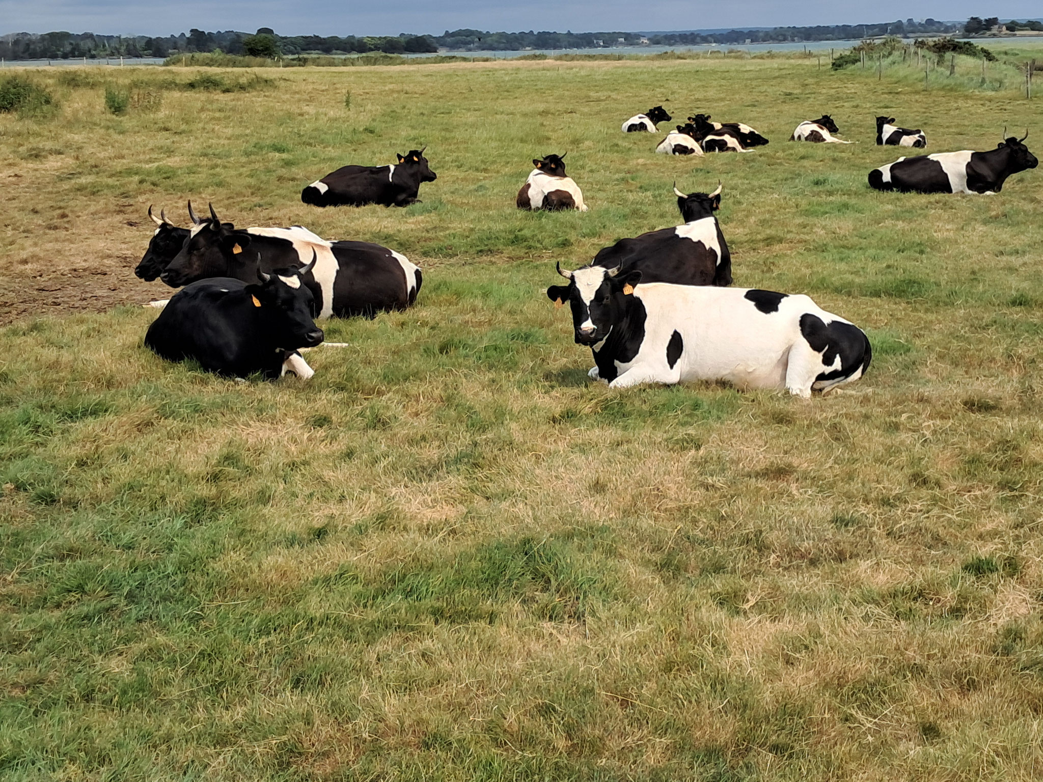 Vaches Bretonnes Pie Noir