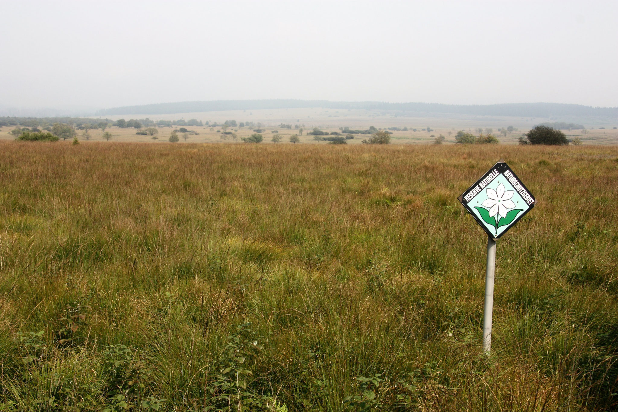 Hautes Fagnes 