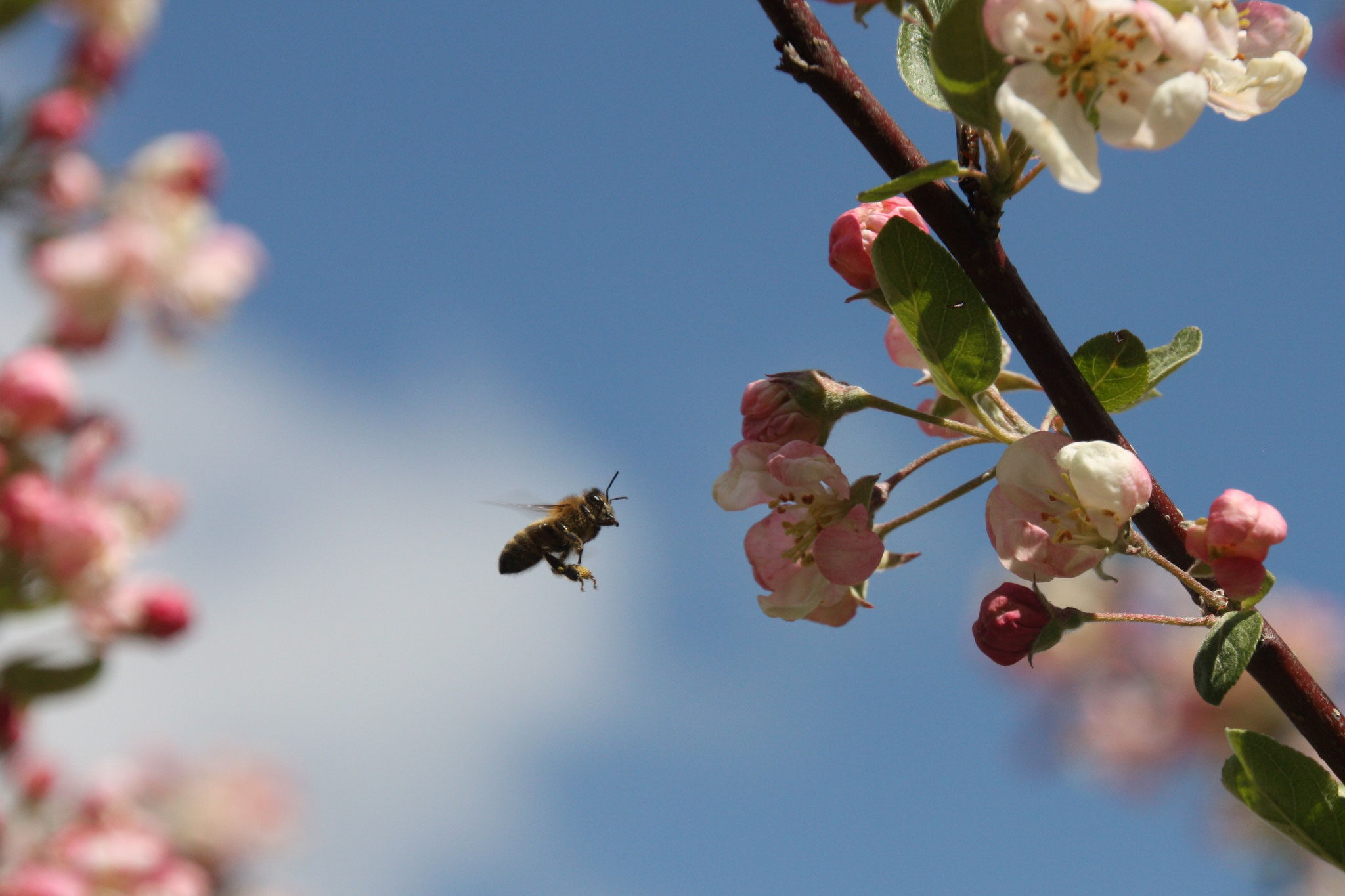 Onze bijen verzamelen nectar voor onze honing 'Am Schänzjen'. 