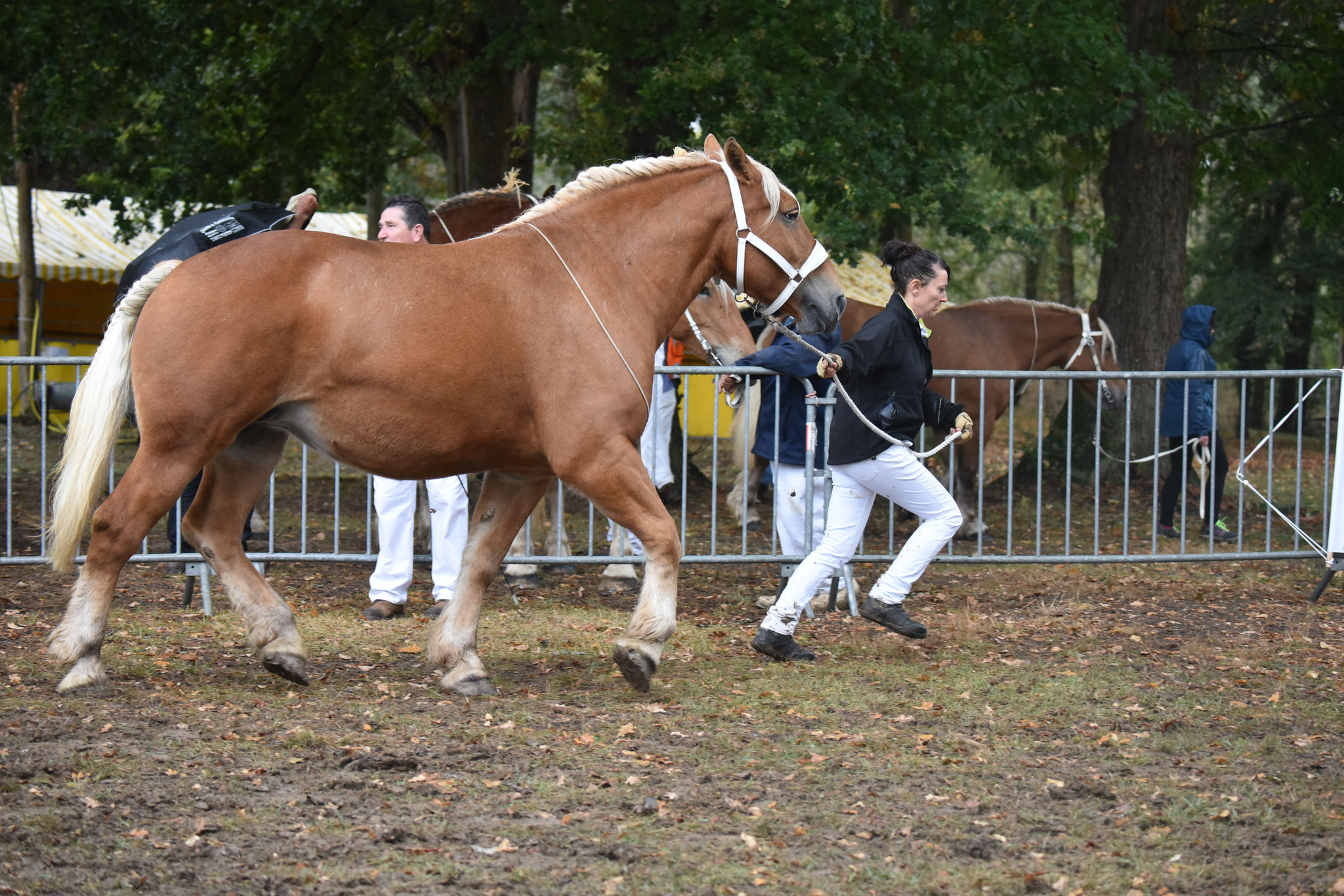 Concours Régional de chevaux de traits en 2017 - Trait COMTOIS - ETOILE 90 - 53