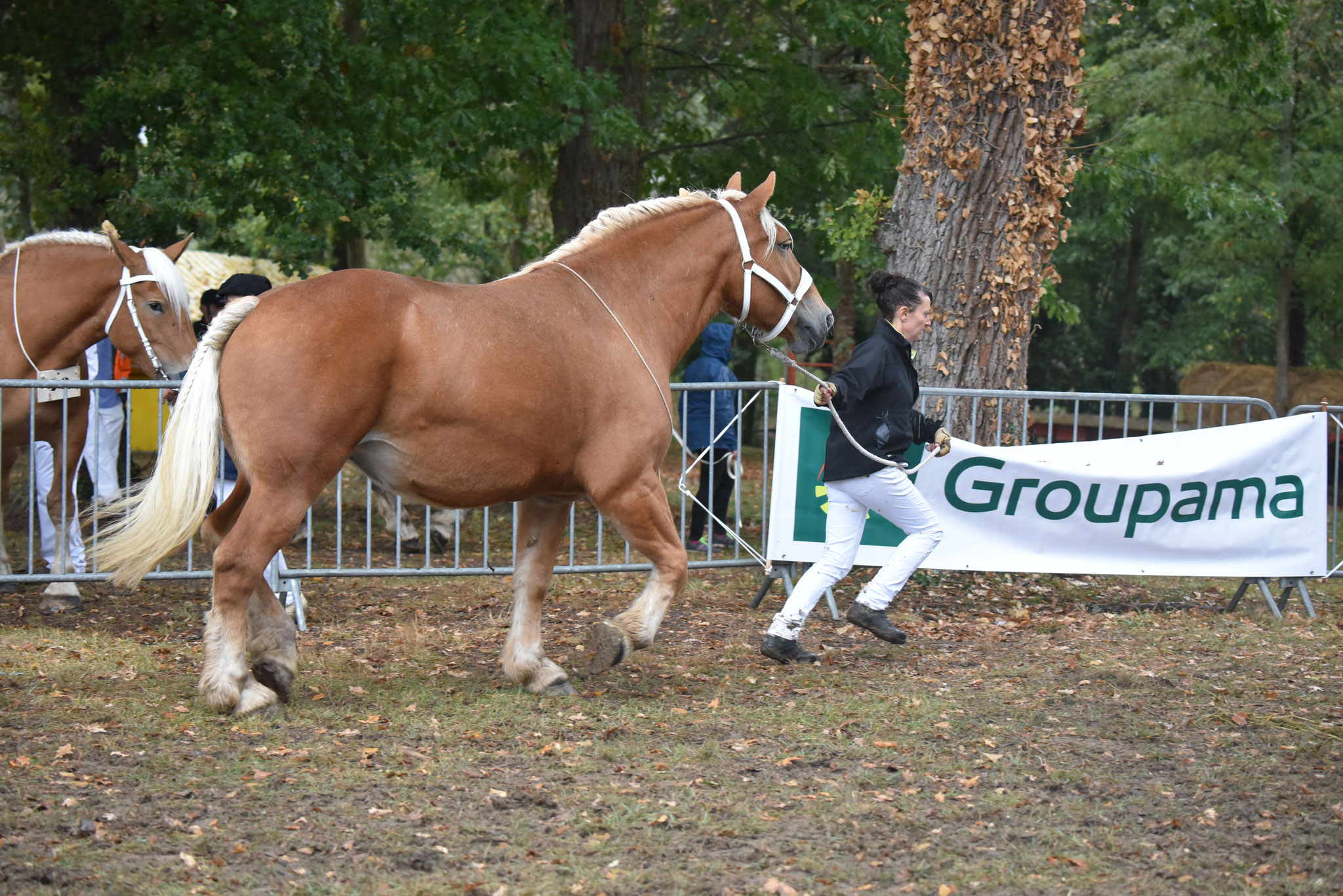 Concours Régional de chevaux de traits en 2017 - Trait COMTOIS - ETOILE 90 - 56