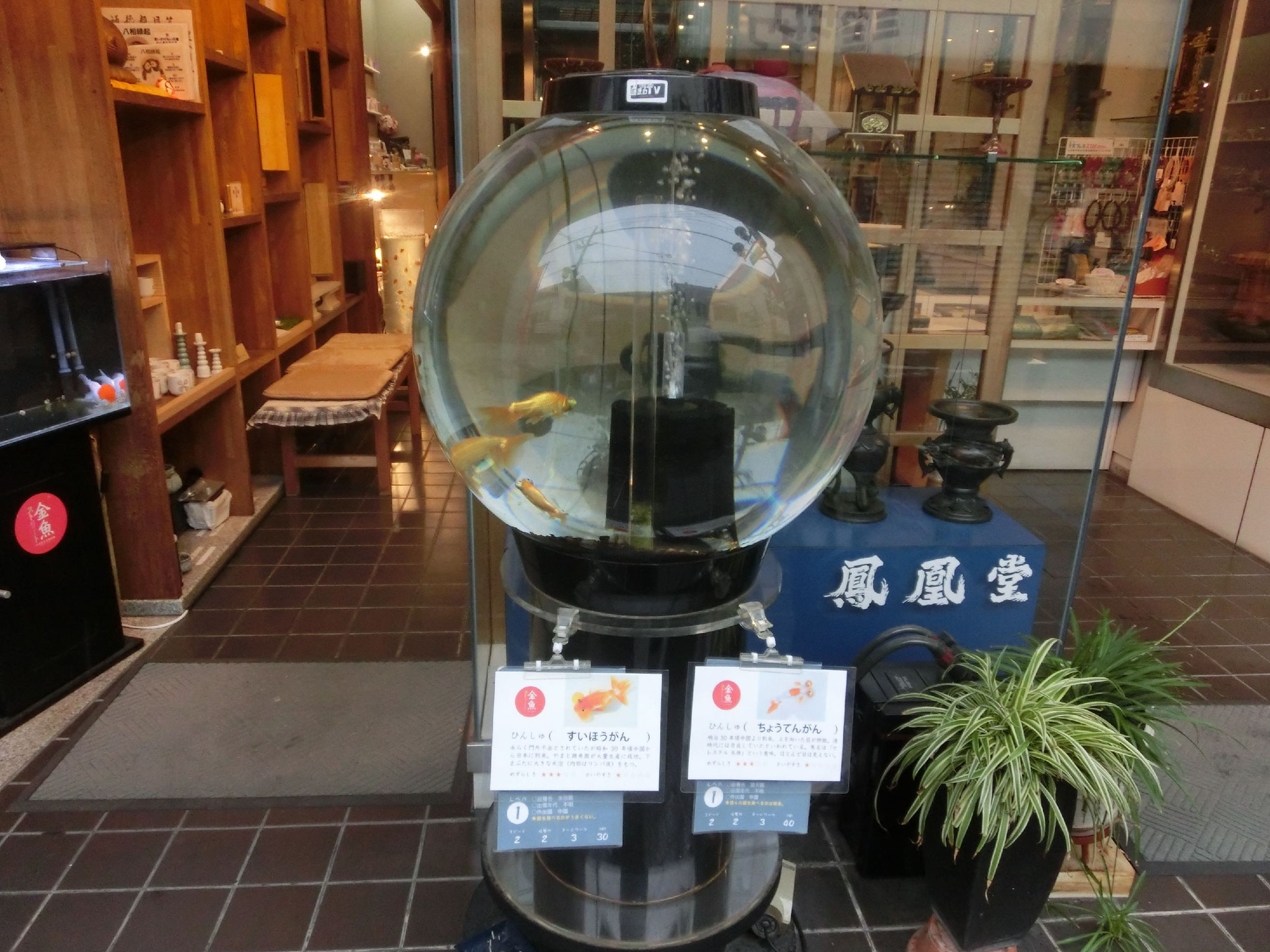 至る所に金魚が
