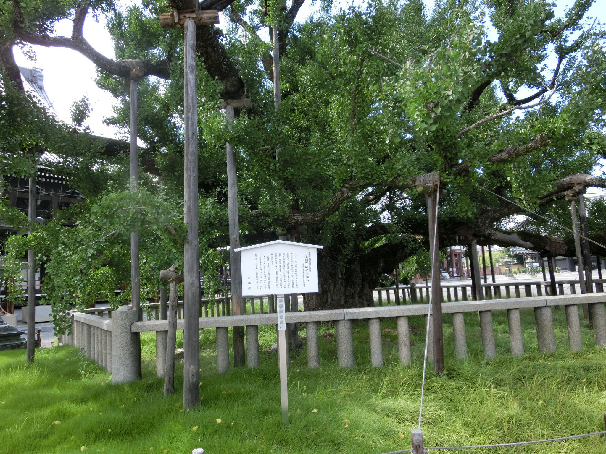 西本願寺水噴き銀杏