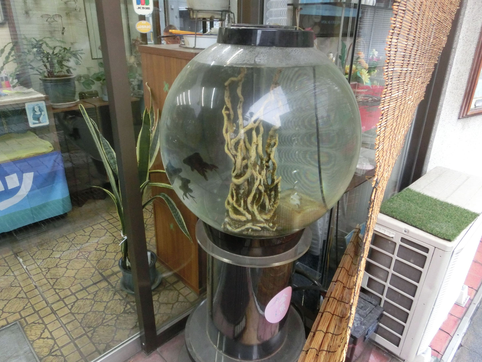 こちらにも金魚