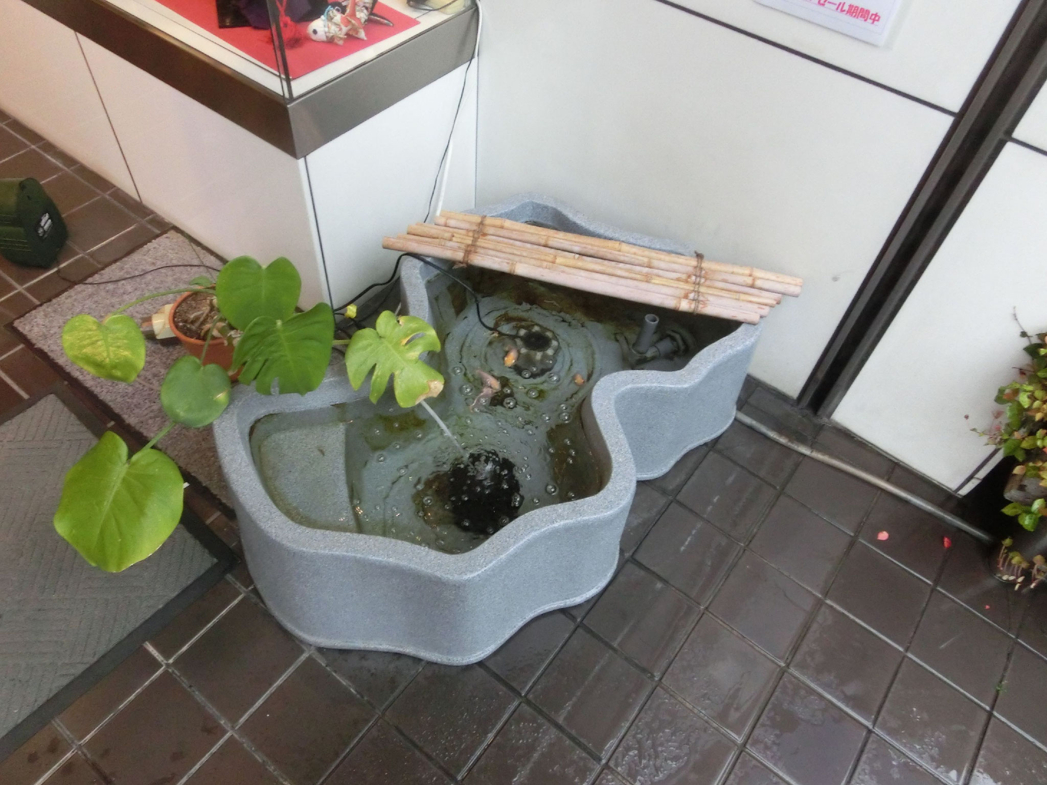 ここにも金魚