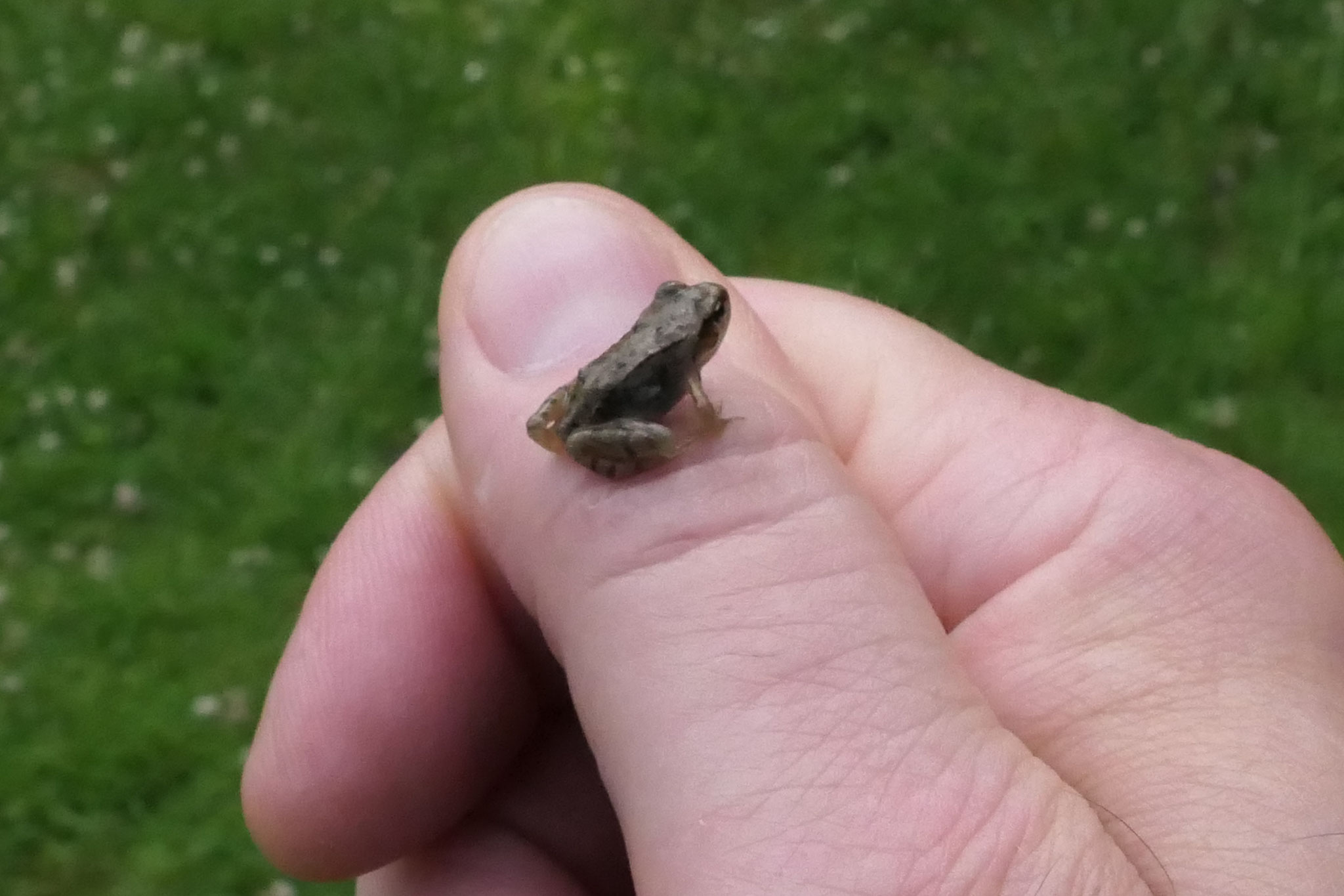 Winziger Frosch