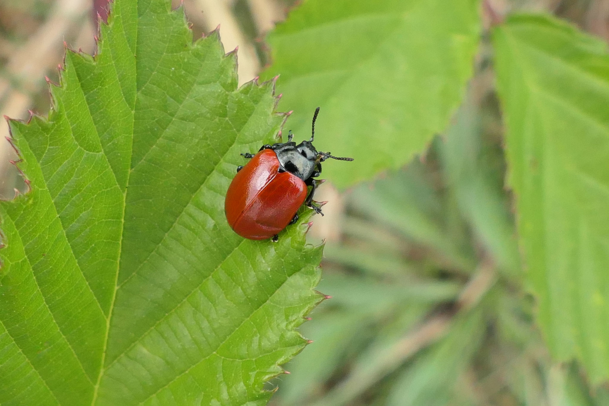 Pappelblattkäfer