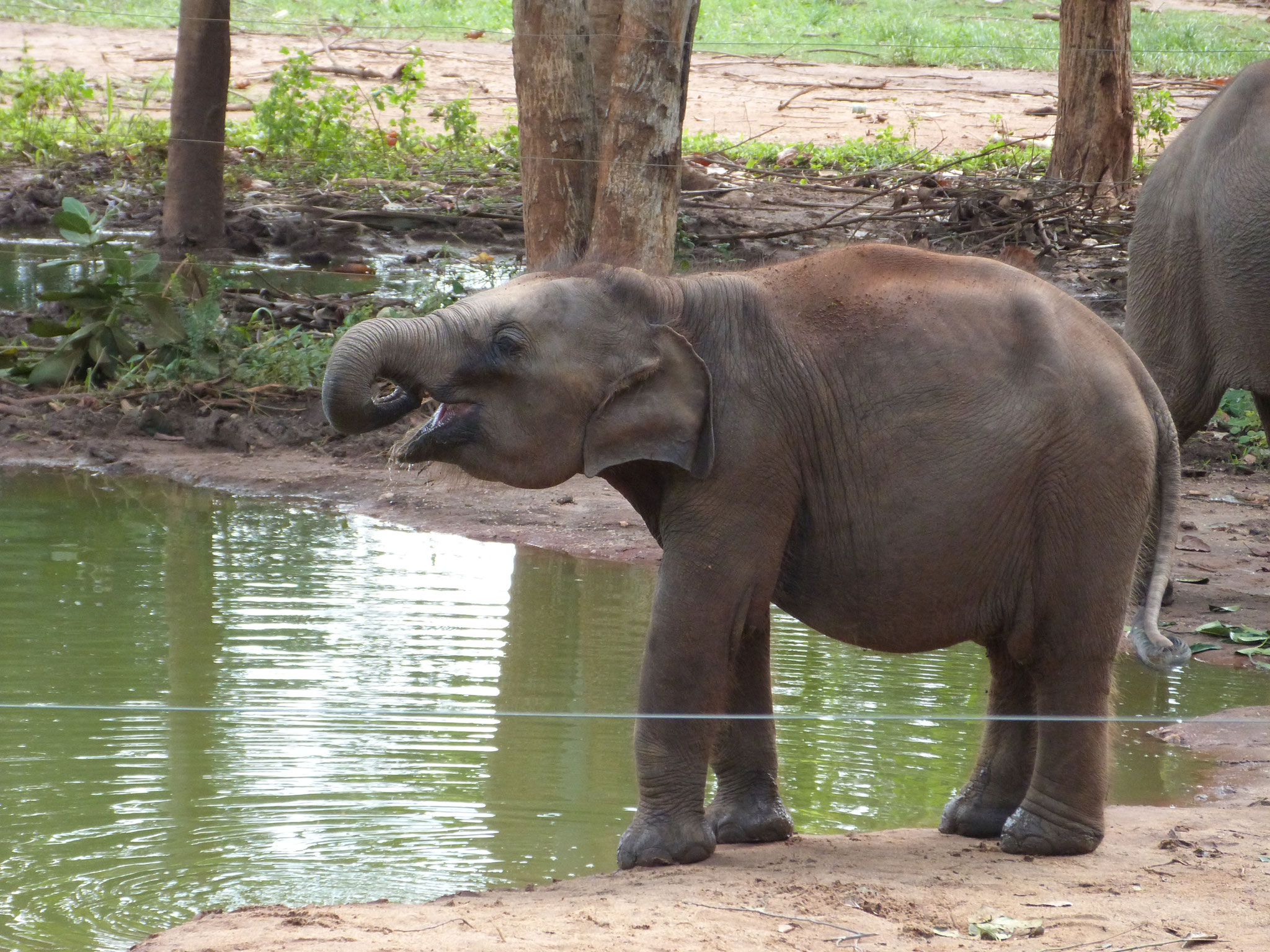 Besuch in der Baby Elefanten Auffangstation