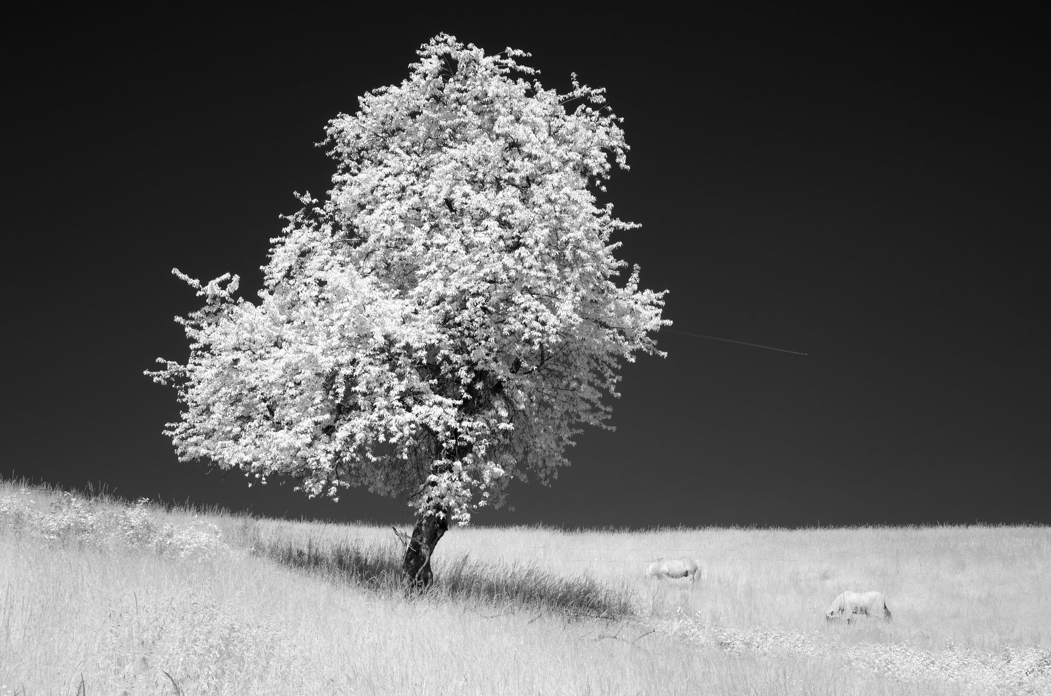Westerwald