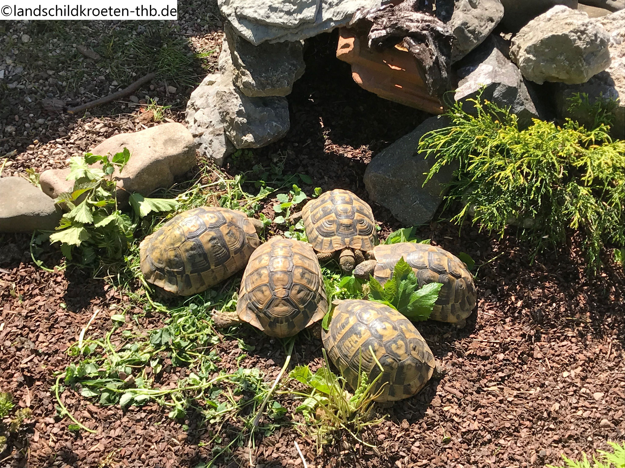Bildergalerie über griechische Landschildkröten ...