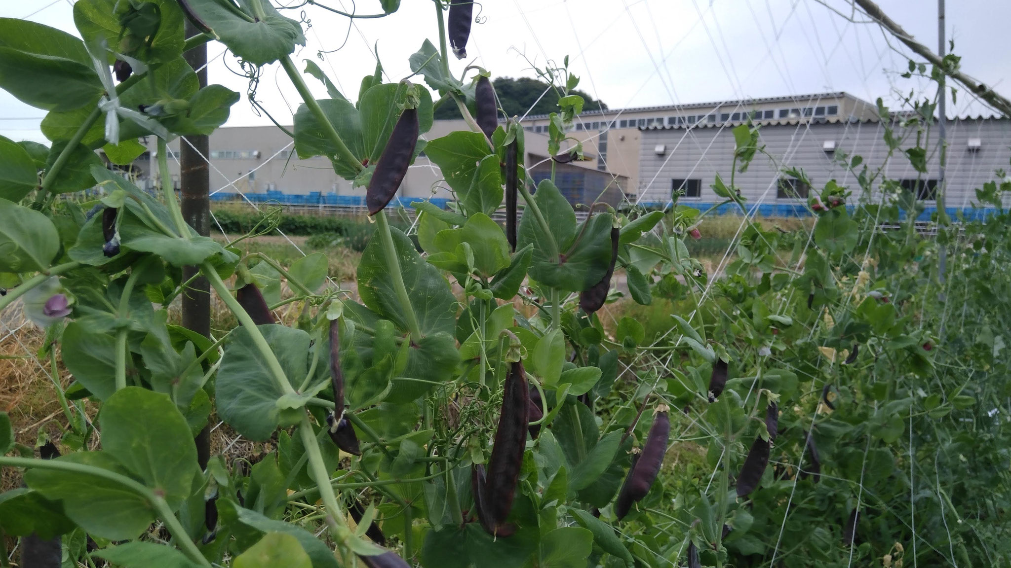 サヤは紫・豆は緑の不思議な豆　ツタンカーメンの豆