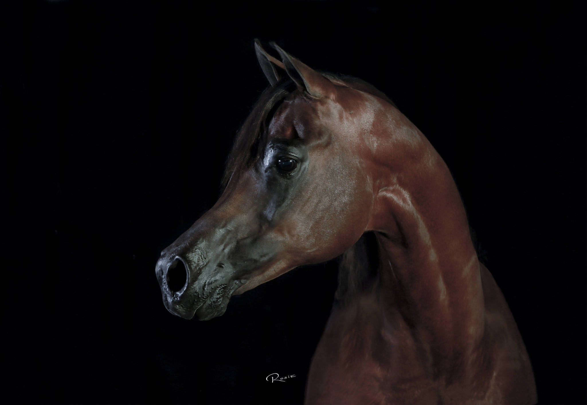 *El Tino (by DA Valentino), Royal Arabians, Arizona USA