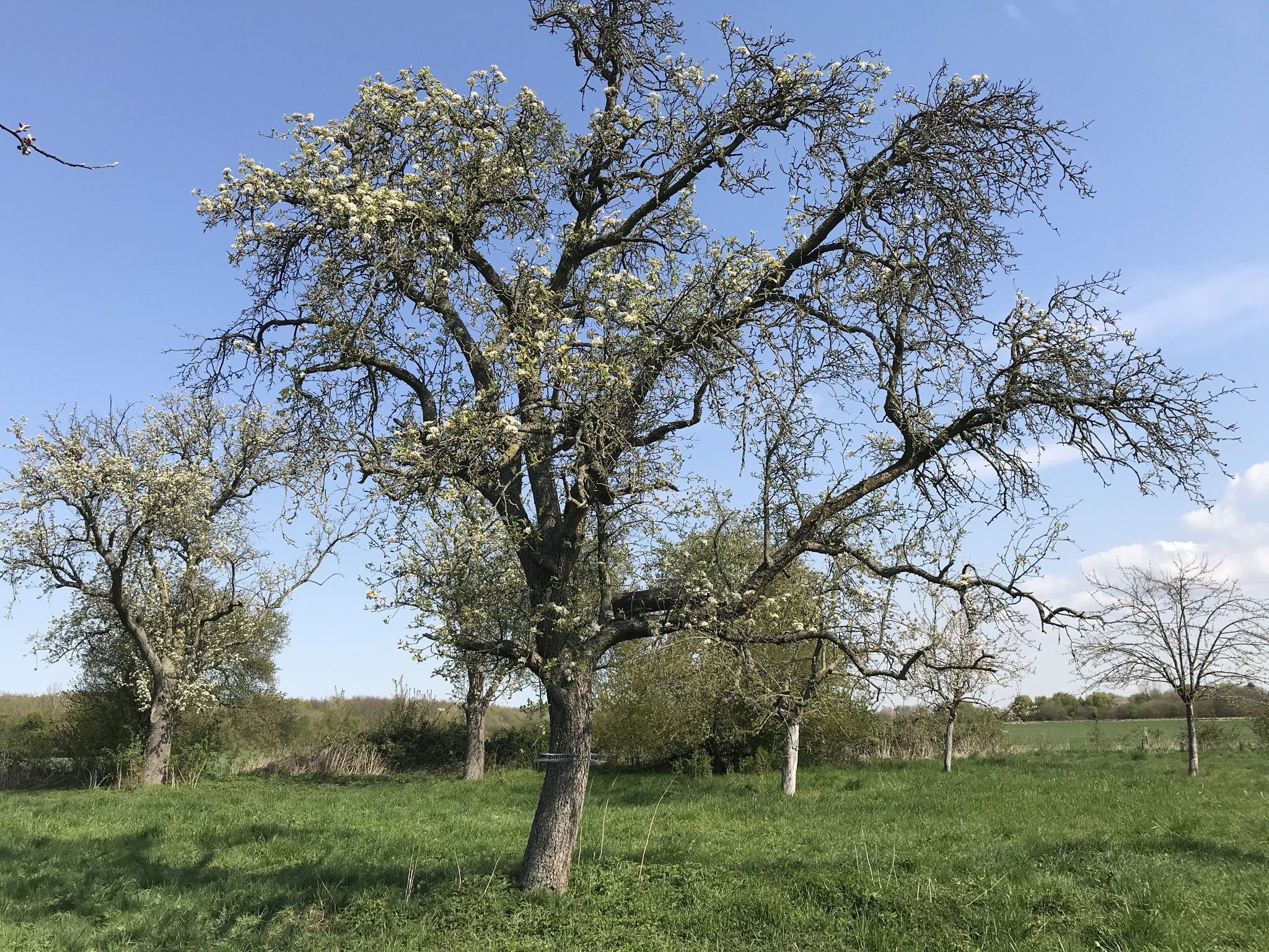 Altbaum Birne mit Steinkauz-Nisthilfe