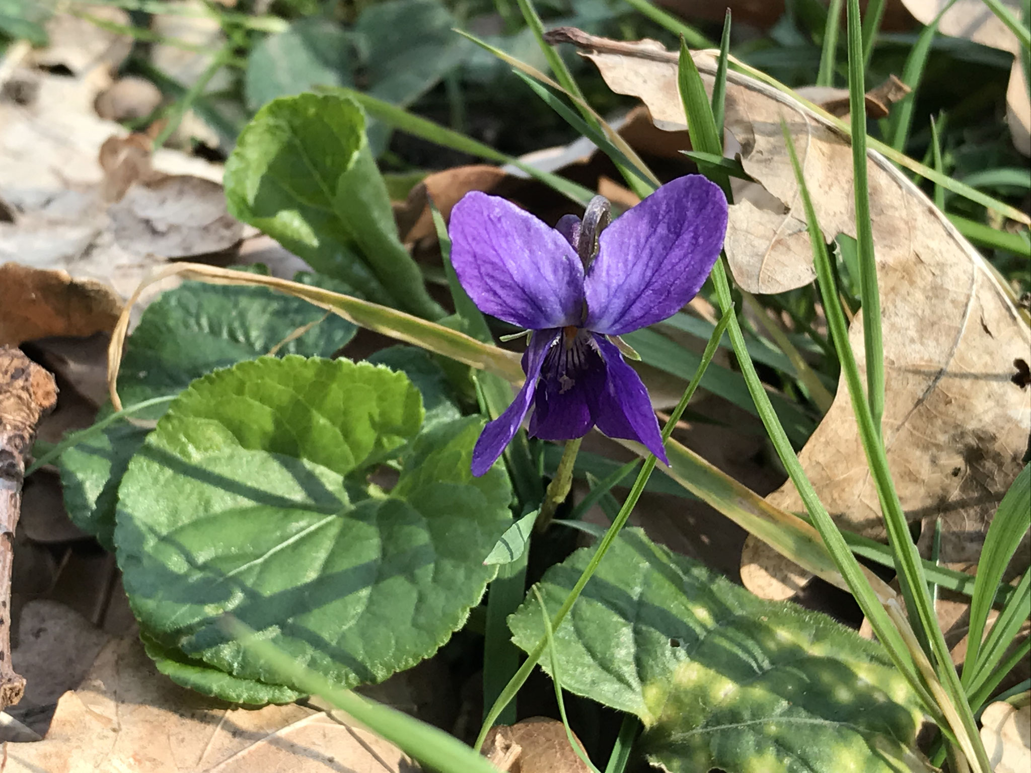 Duftveilchen (Viola adorata)
