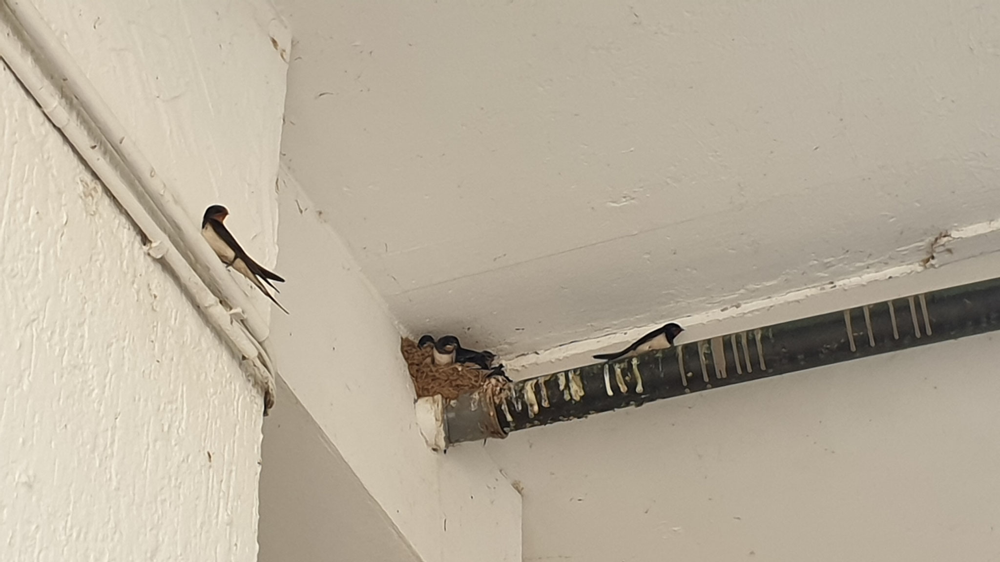 Rauchschwalbennest in Rüdenheim / Foto: NABU